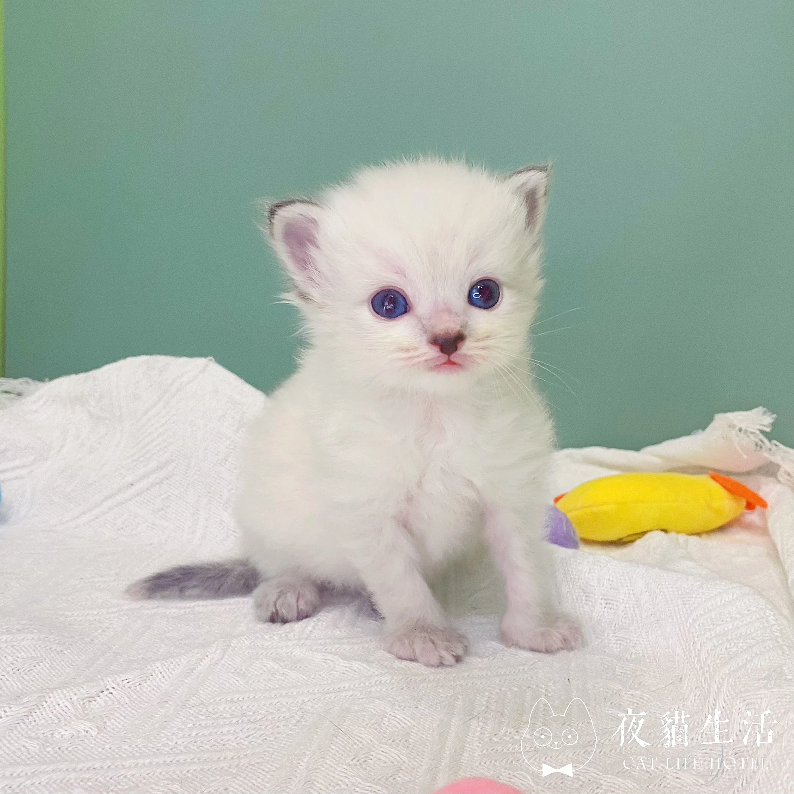 115.9.1布偶貓