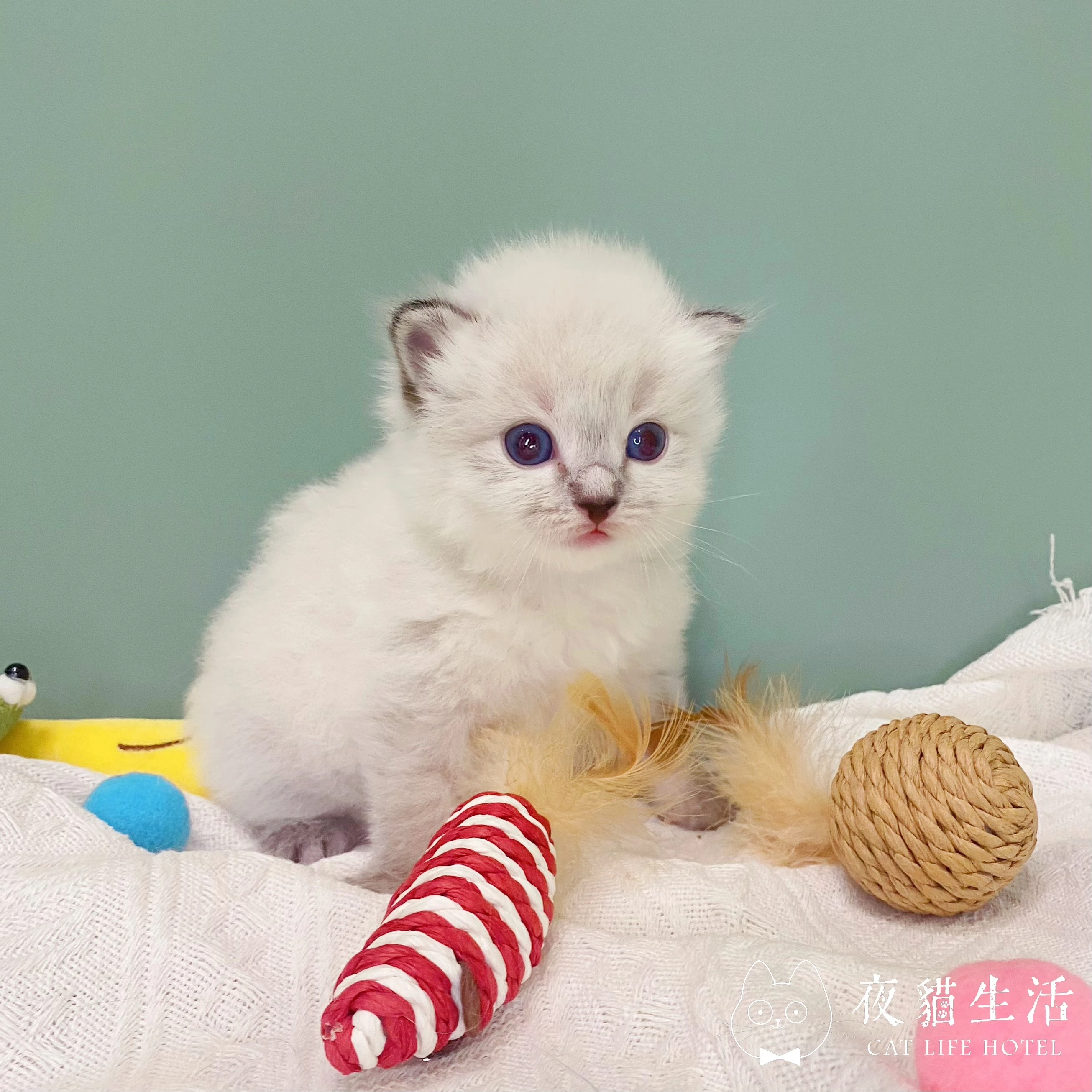 115.9.1布偶貓