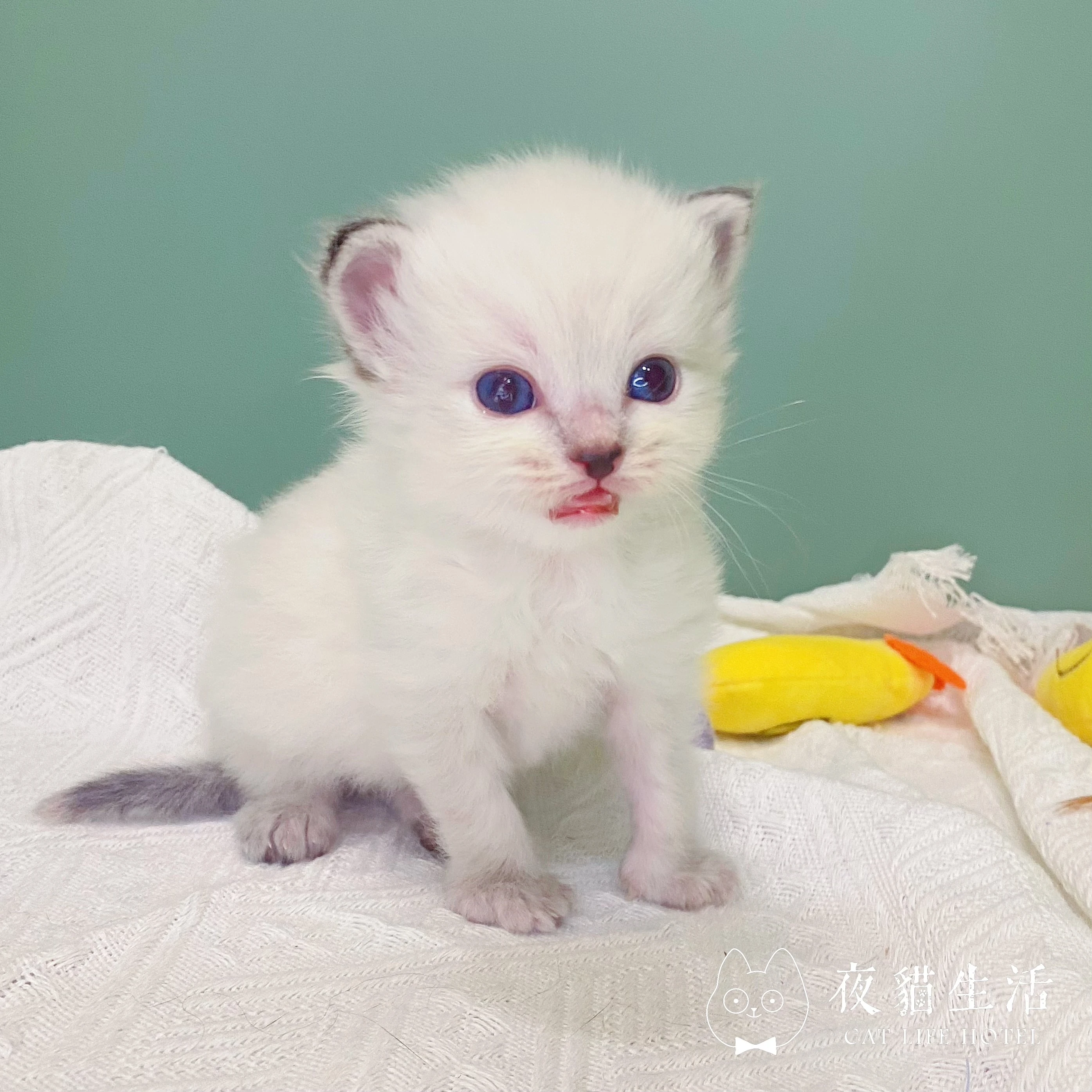 115.9.1布偶貓