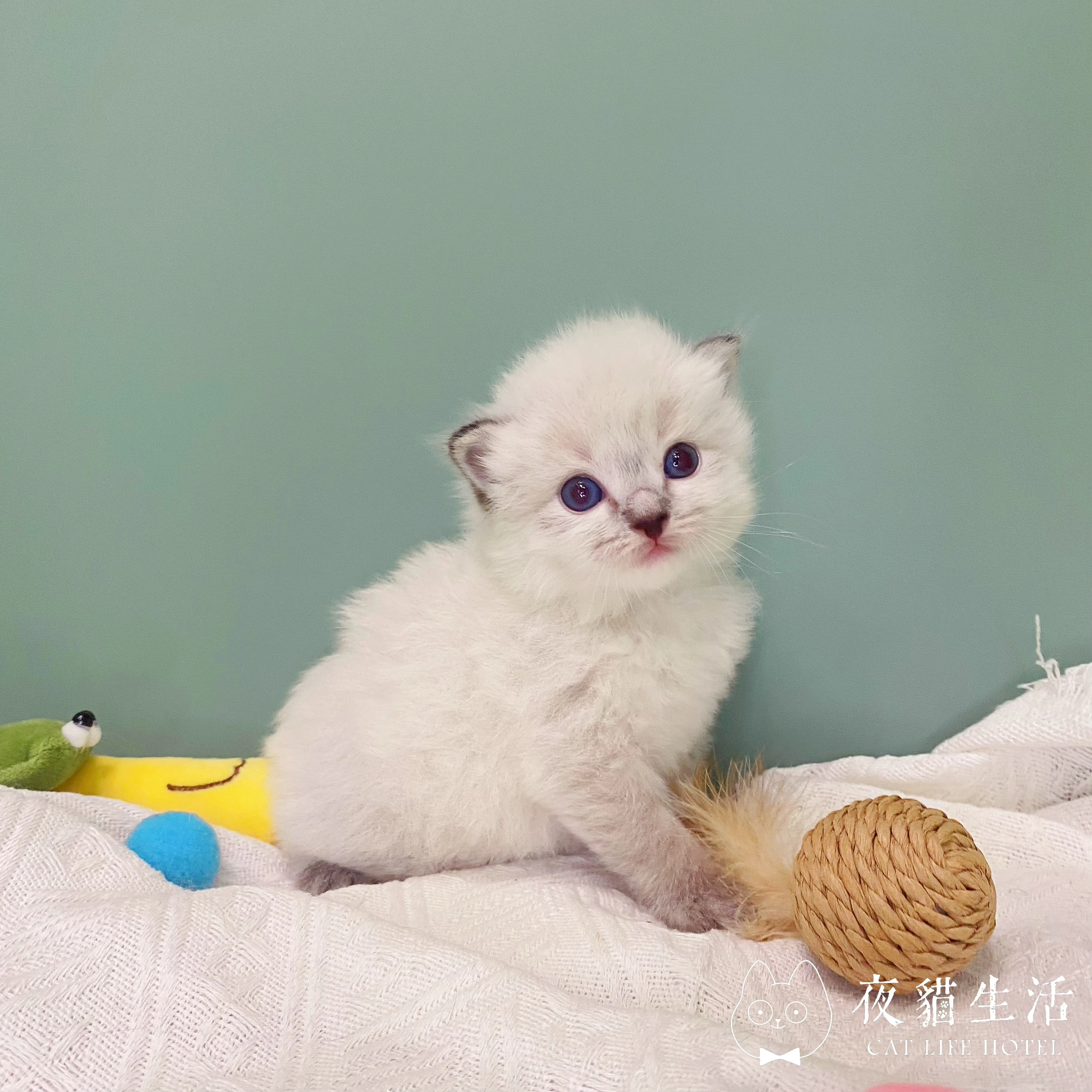 115.9.1布偶貓