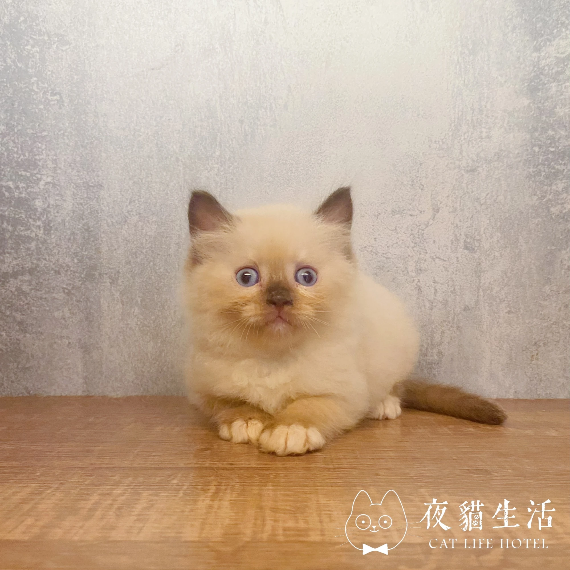 布偶貓