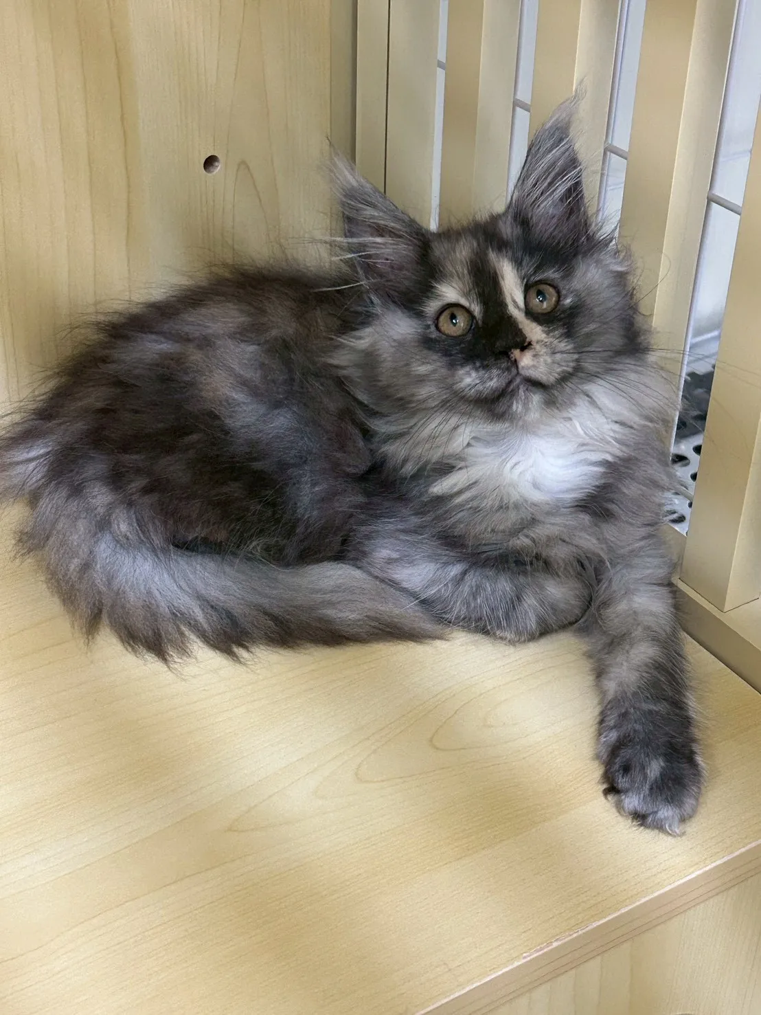 三花妹妹 114年9月9日生