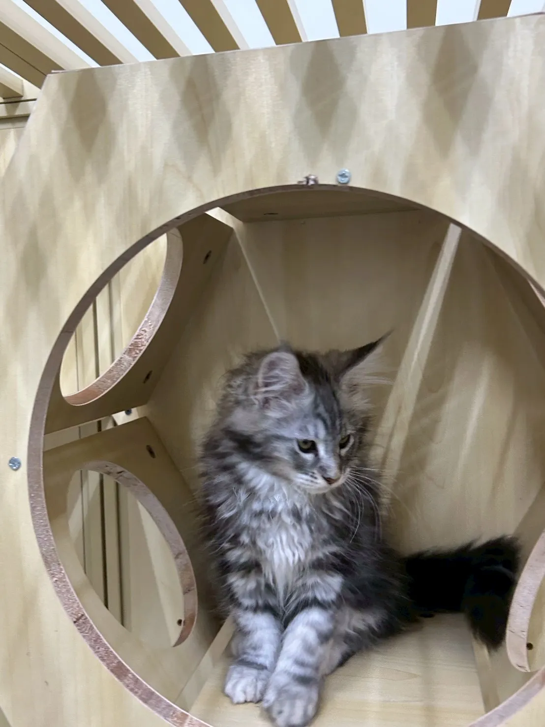 銀虎妹妹 114年9月13日生