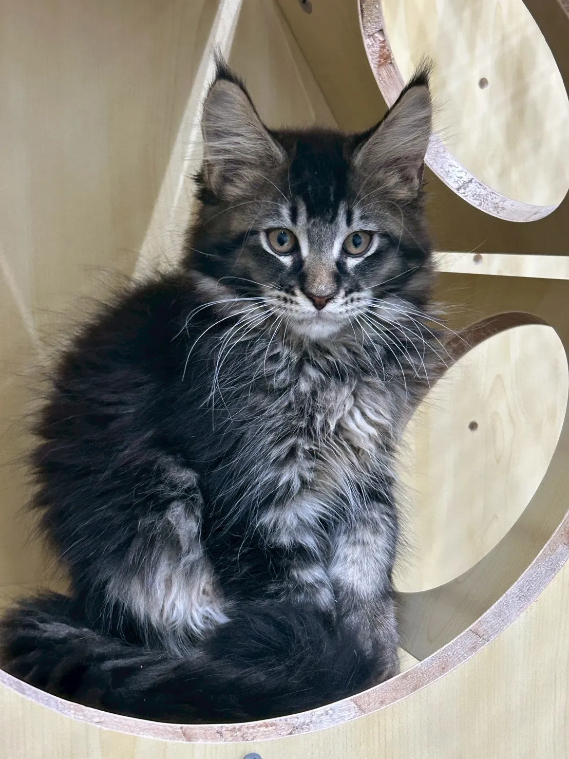 棕虎妹妹 114年9月13日生 