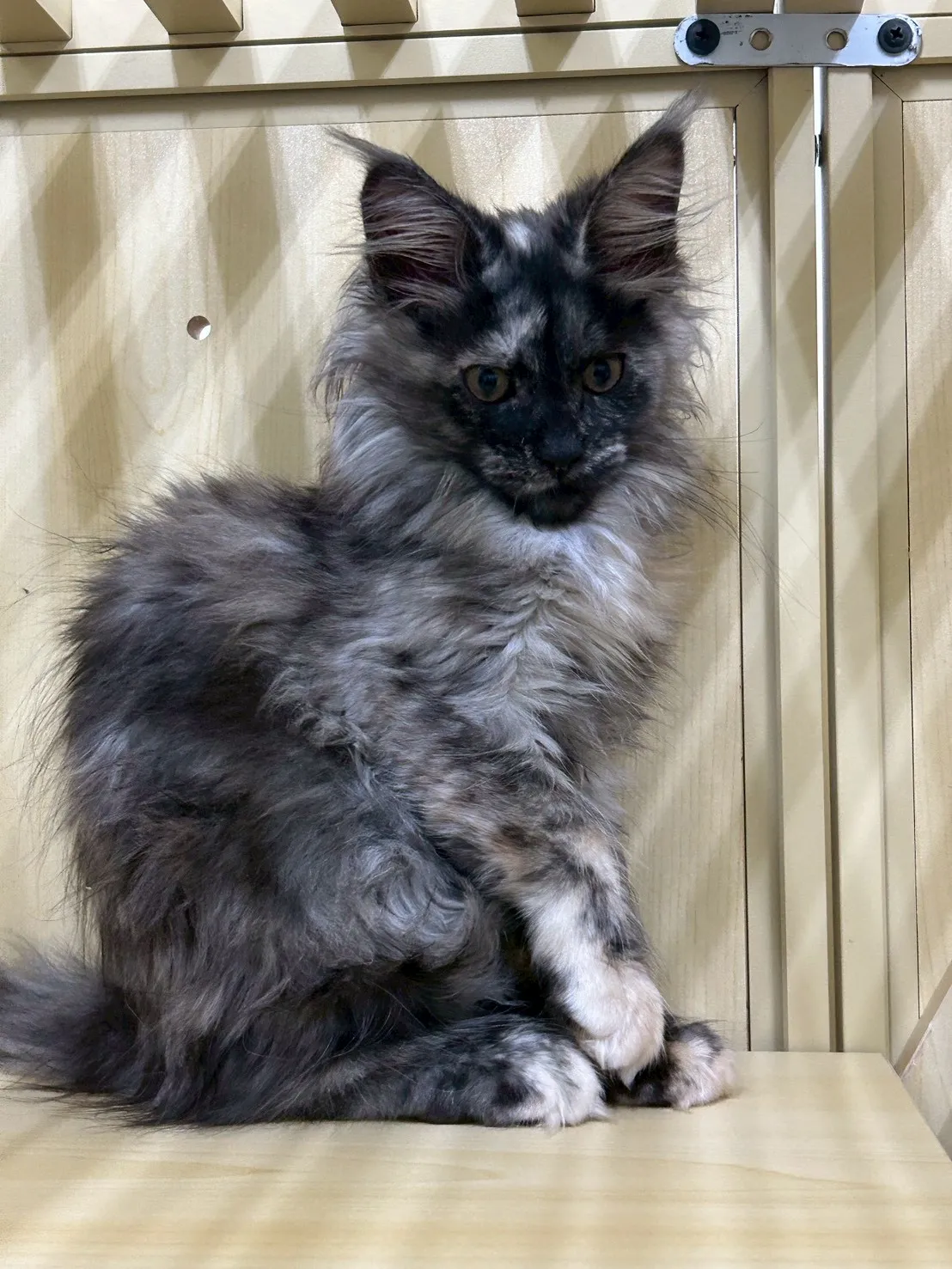 深陰影妹妹 114年9月9日生