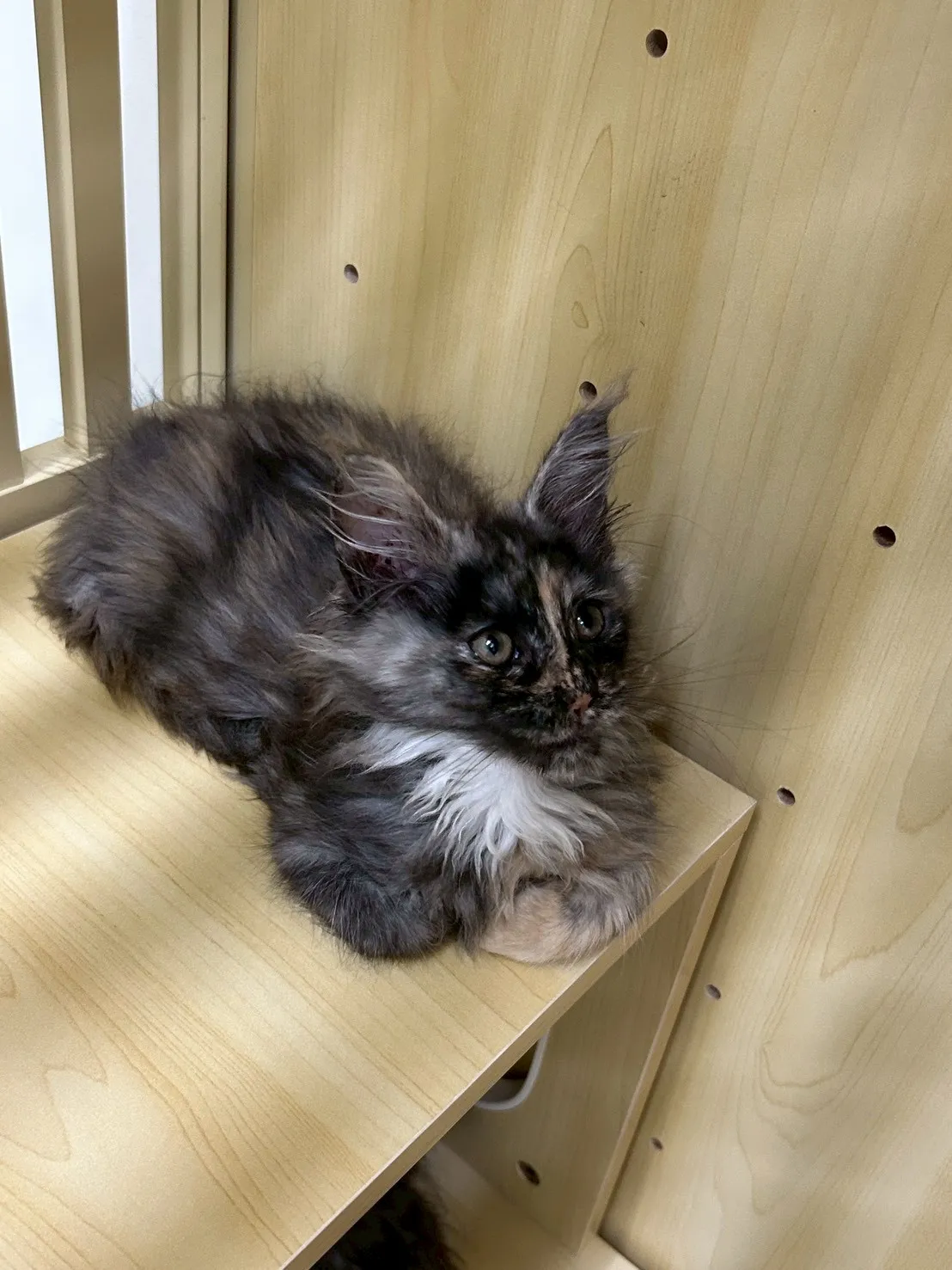 深三花妹妹 114年9月9日生