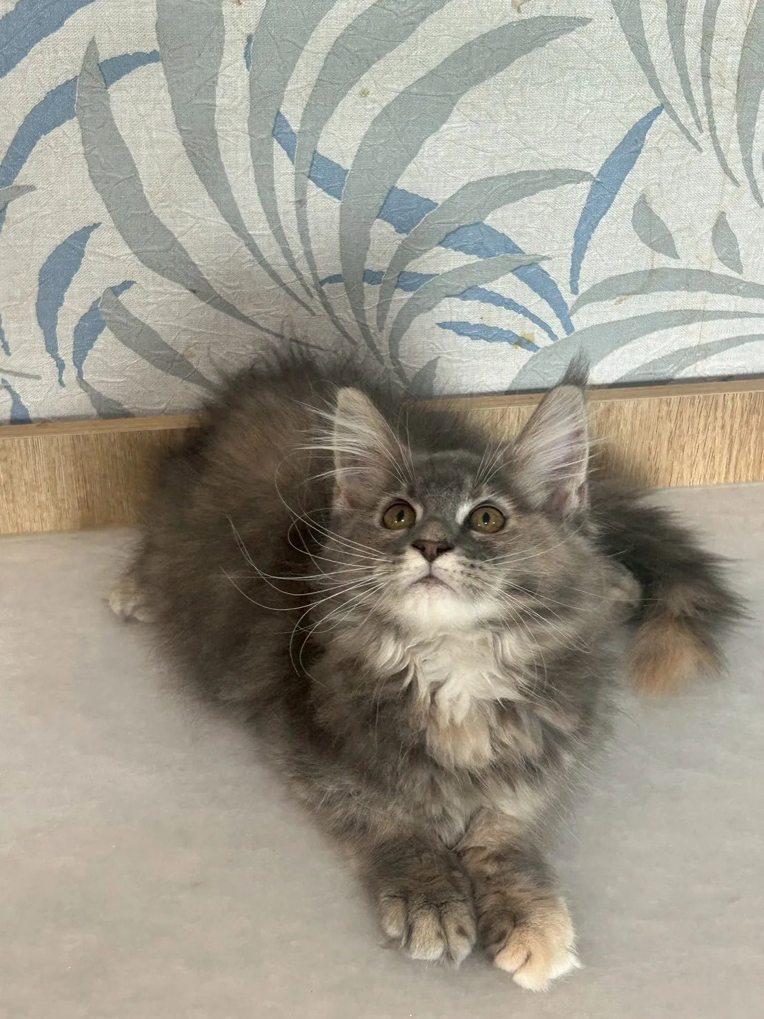 藍奶油妹妹 114年9月13日生