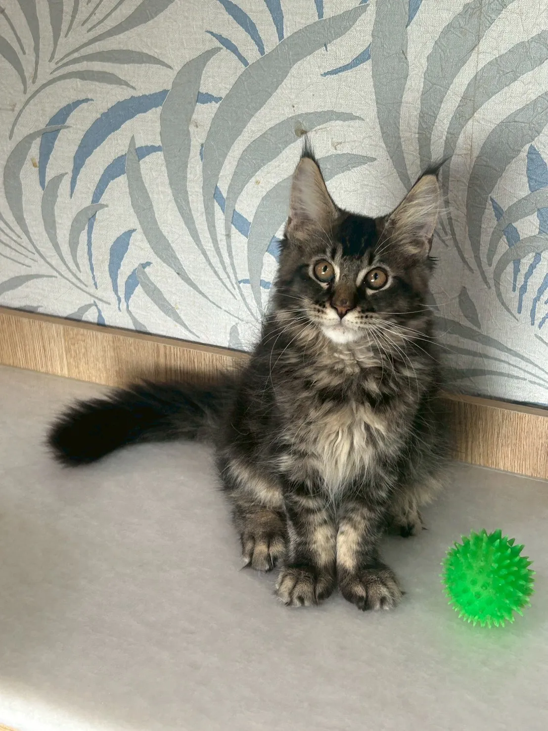 黑棕虎弟弟 1114年9月13日生