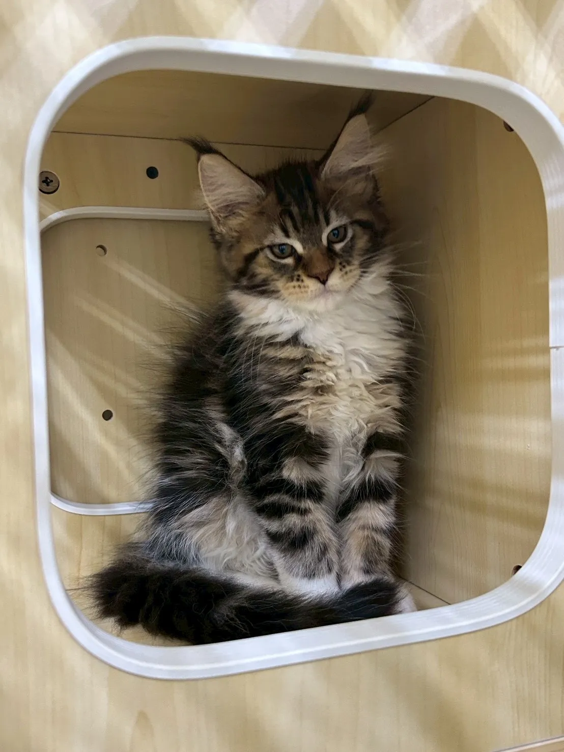 棕虎妹妹 114年9月13日生