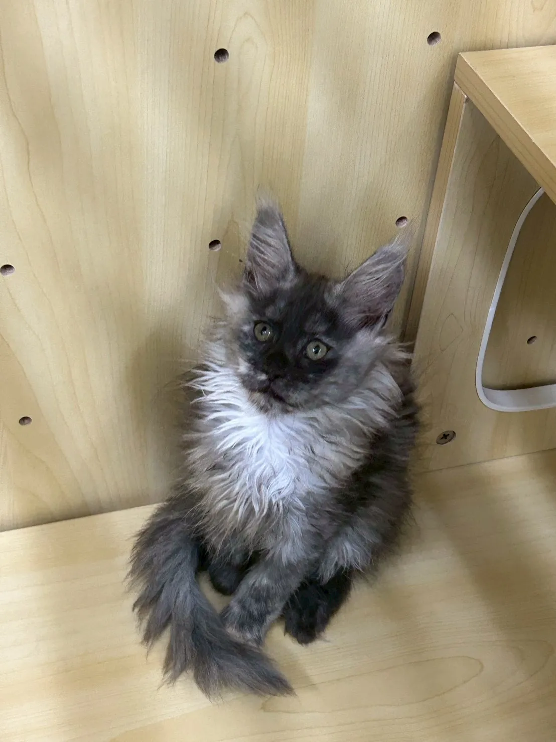 煙燻妹妹 114年9月9日生