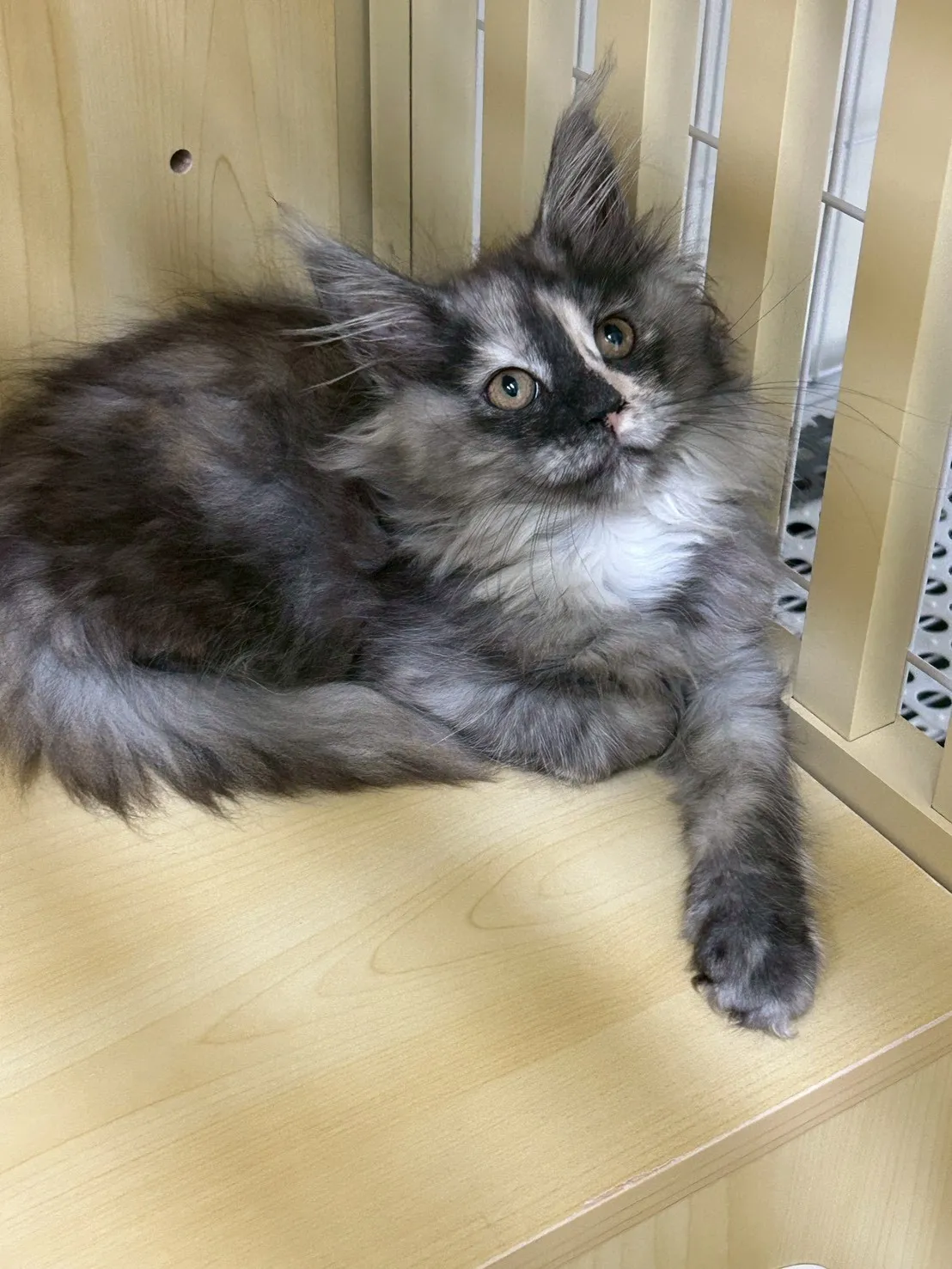 三花妹妹 114年9月9日生