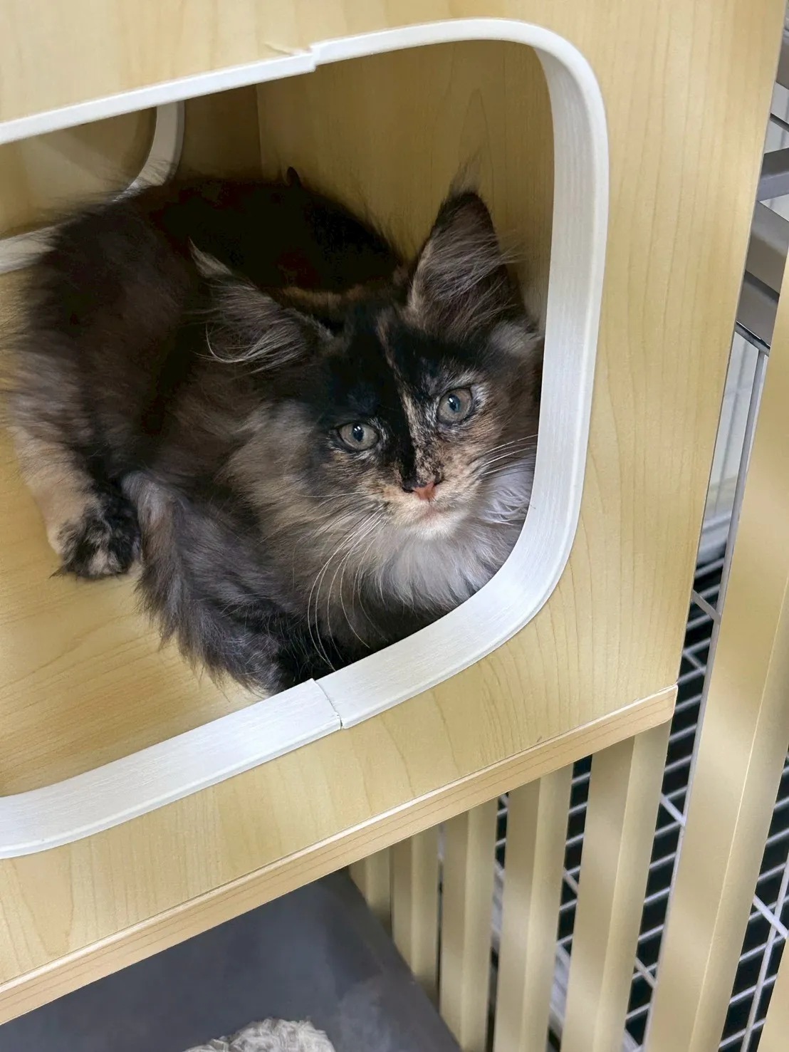 戴帽妹妹 114年9月9日生