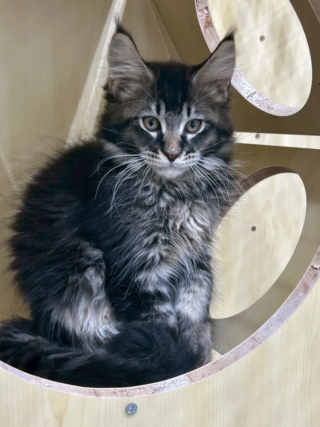 棕虎妹妹 114年9月13日生 