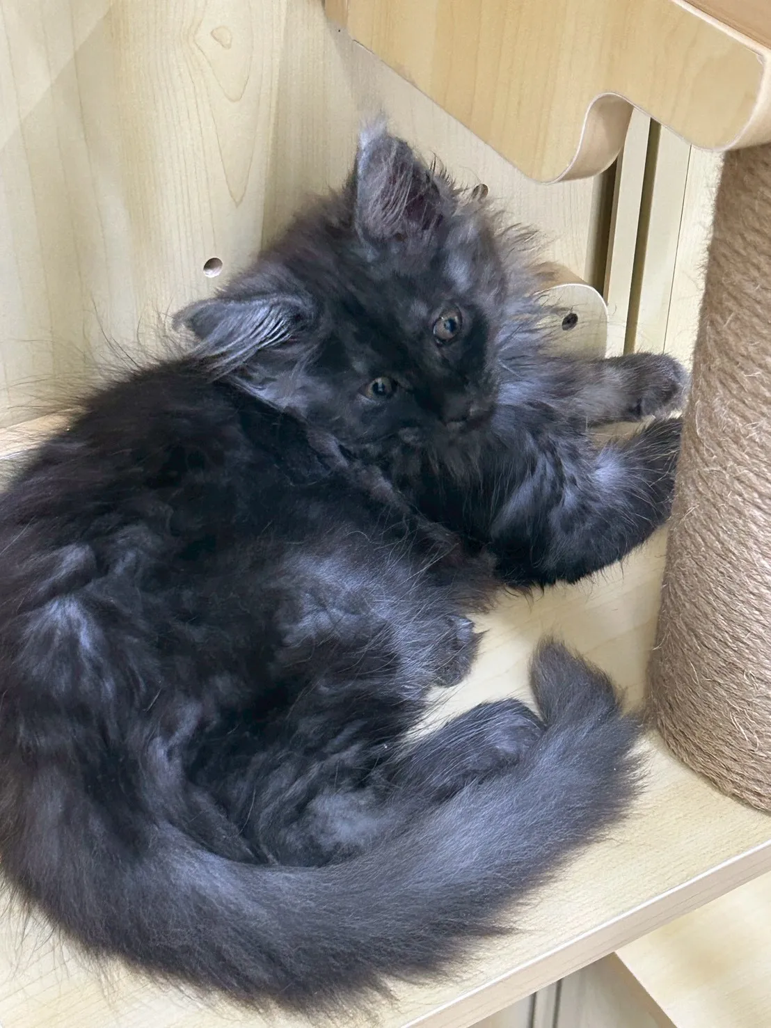 煙燻弟弟 114年9月9日生