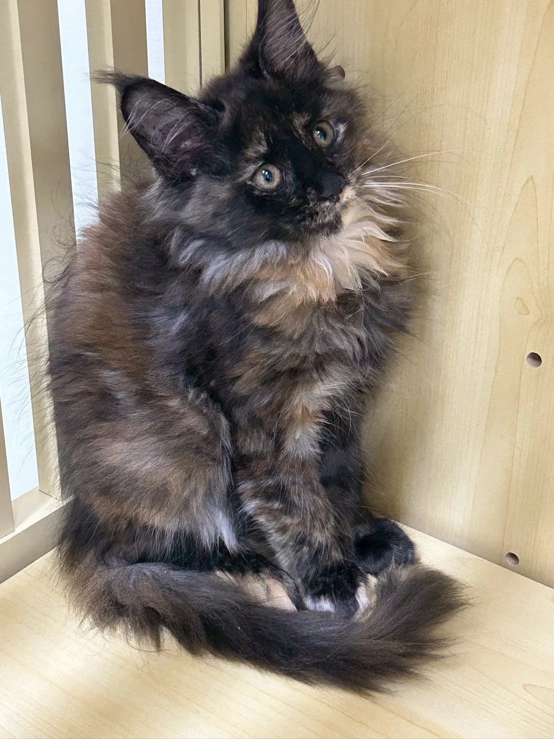 深戴帽妹妹 114年9月9日生