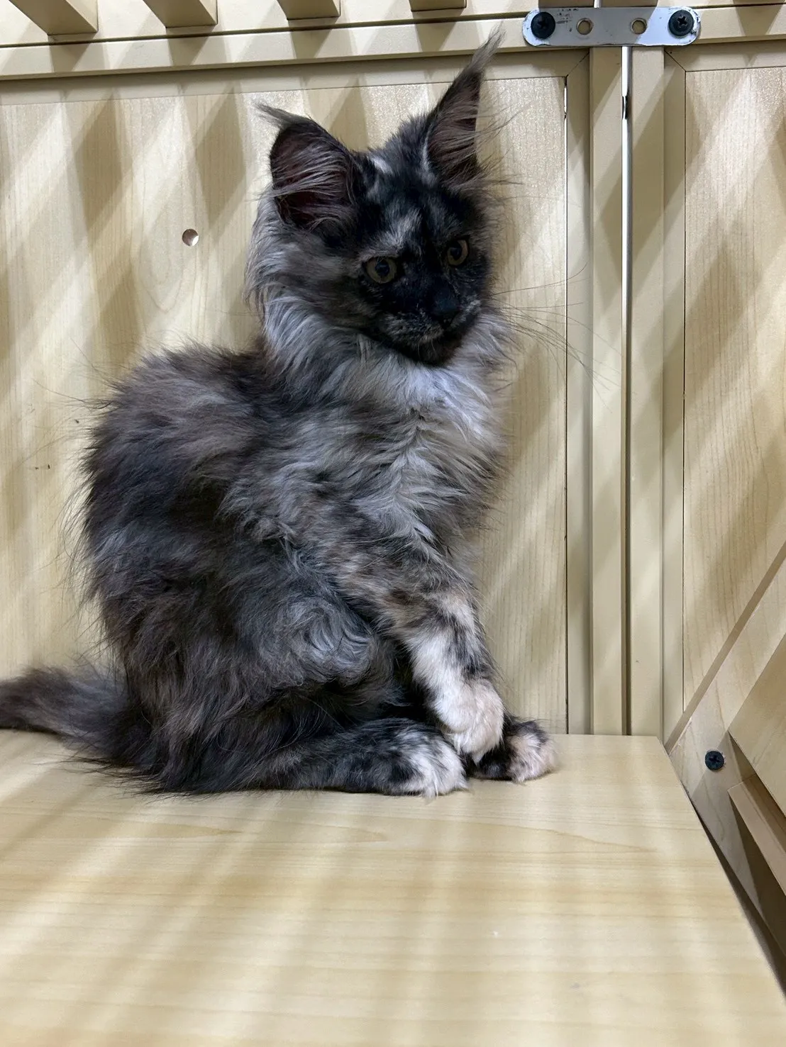 深陰影妹妹 114年9月9日生