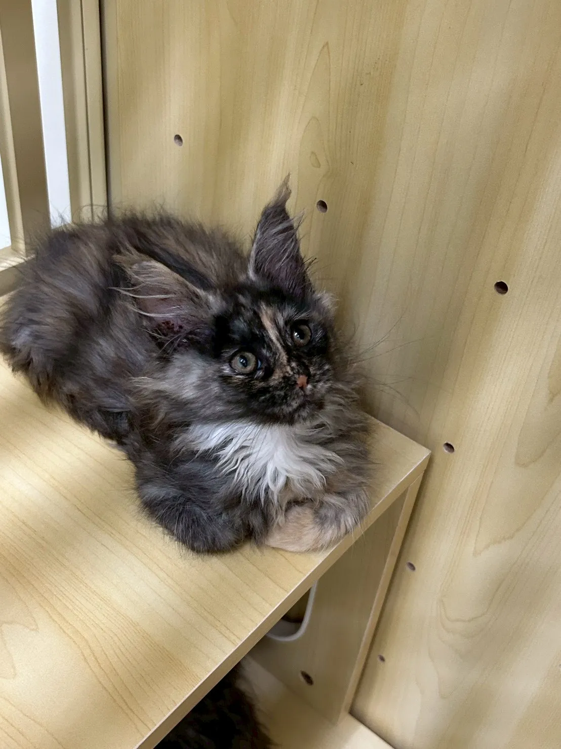 深三花妹妹 114年9月9日生