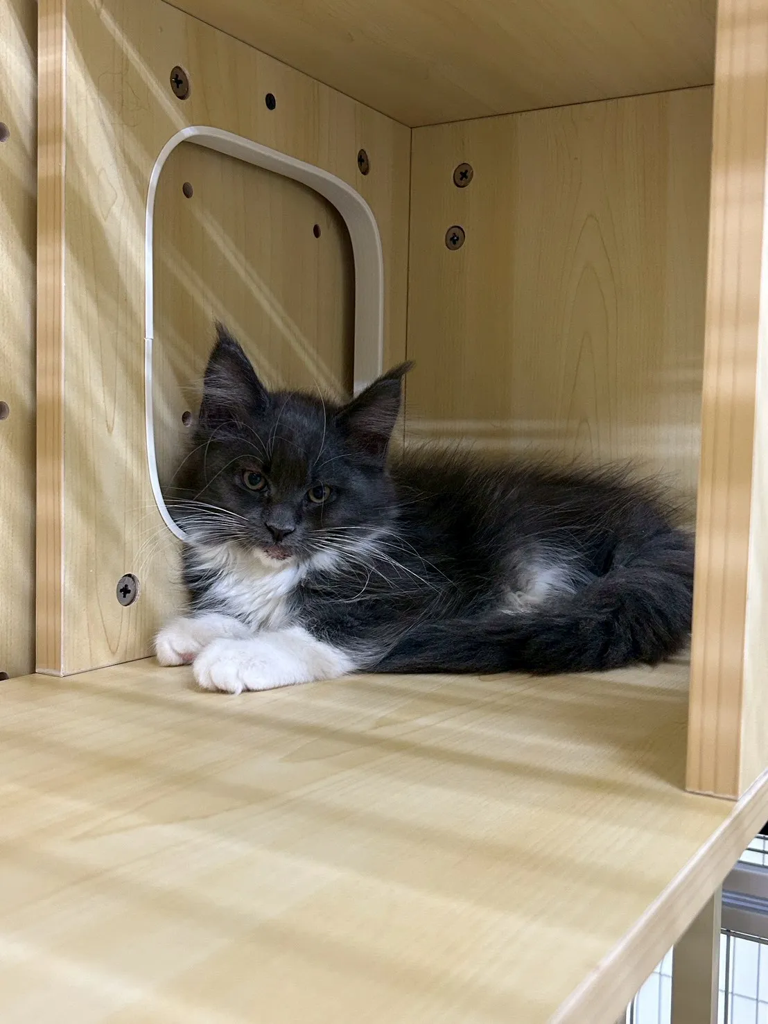 藍加白妹妹 114年9月13日生