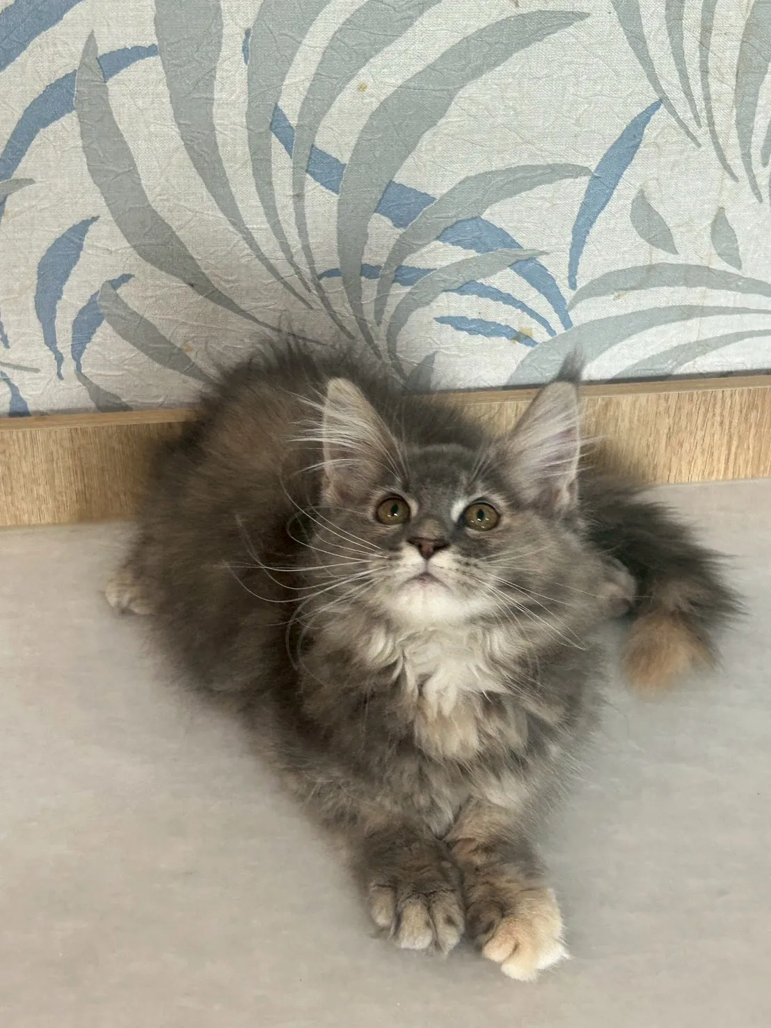 藍奶油妹妹 114年9月13日生