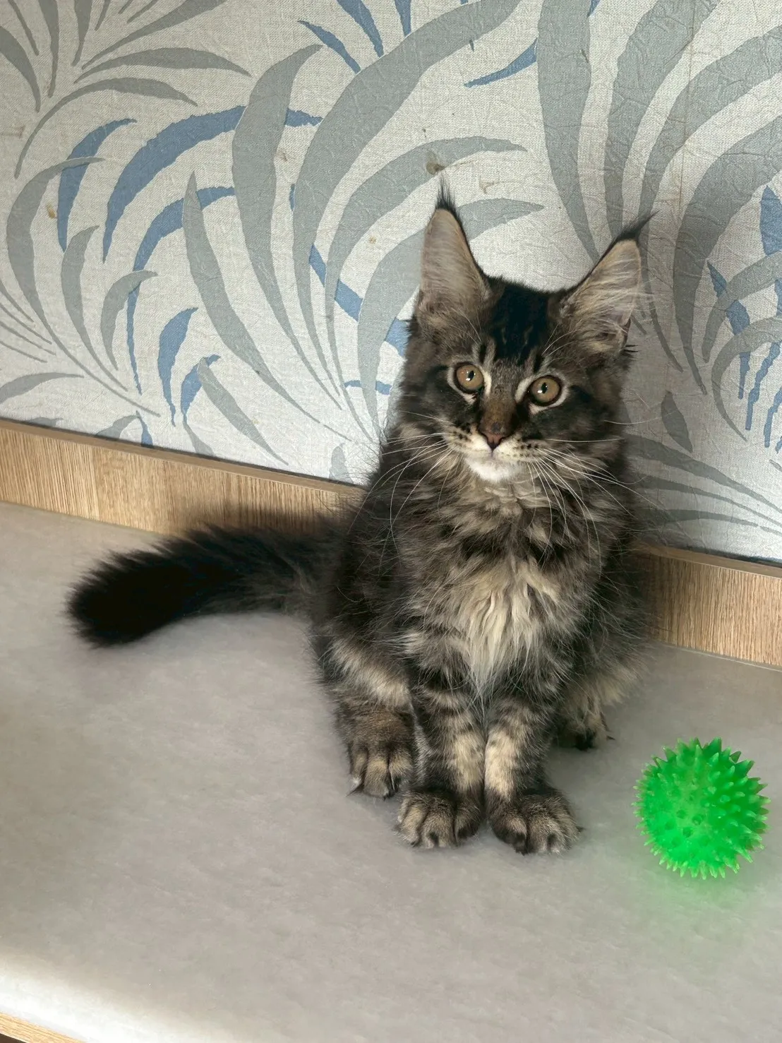 黑棕虎弟弟 1114年9月13日生