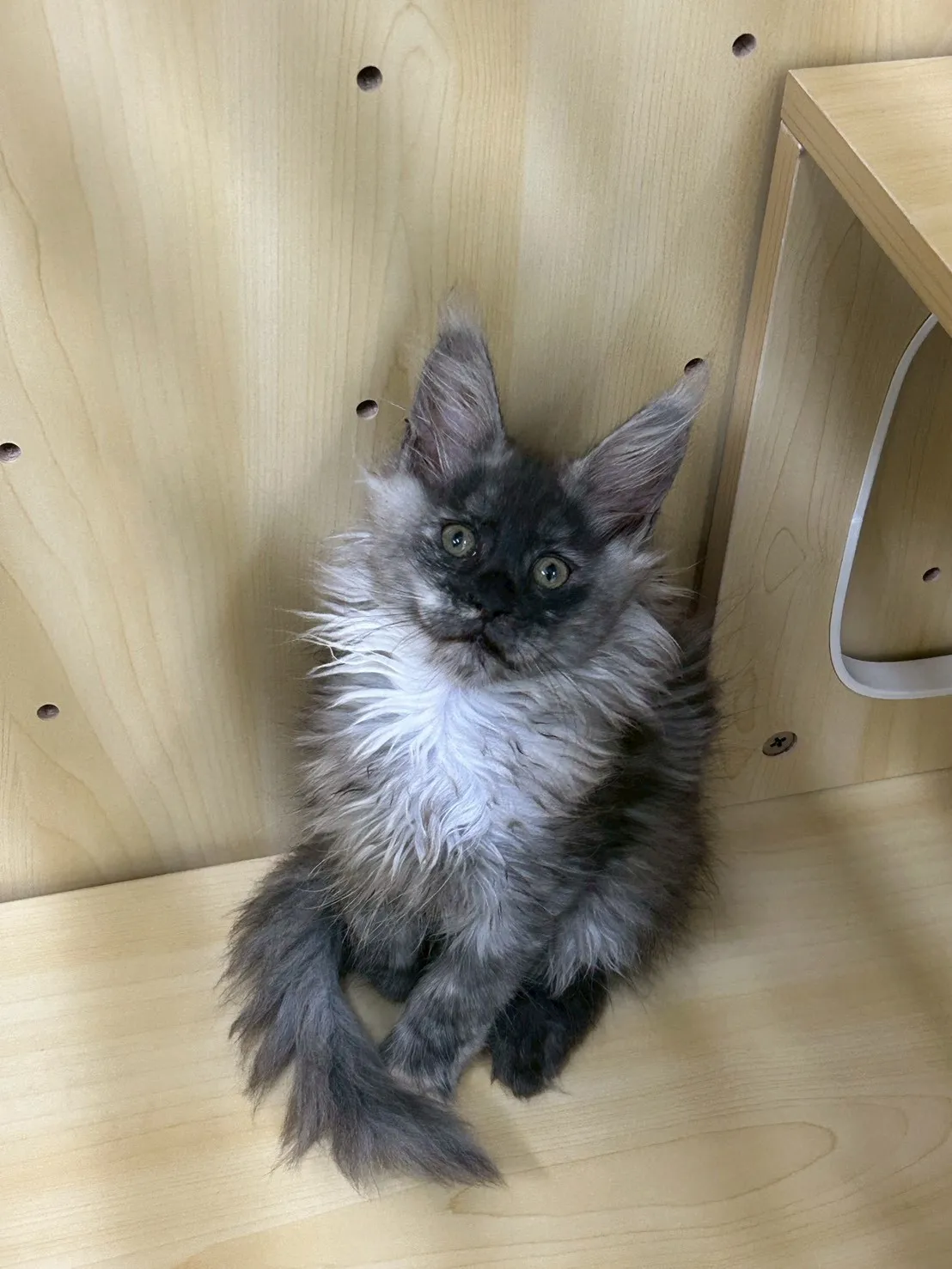 煙燻妹妹 114年9月9日生