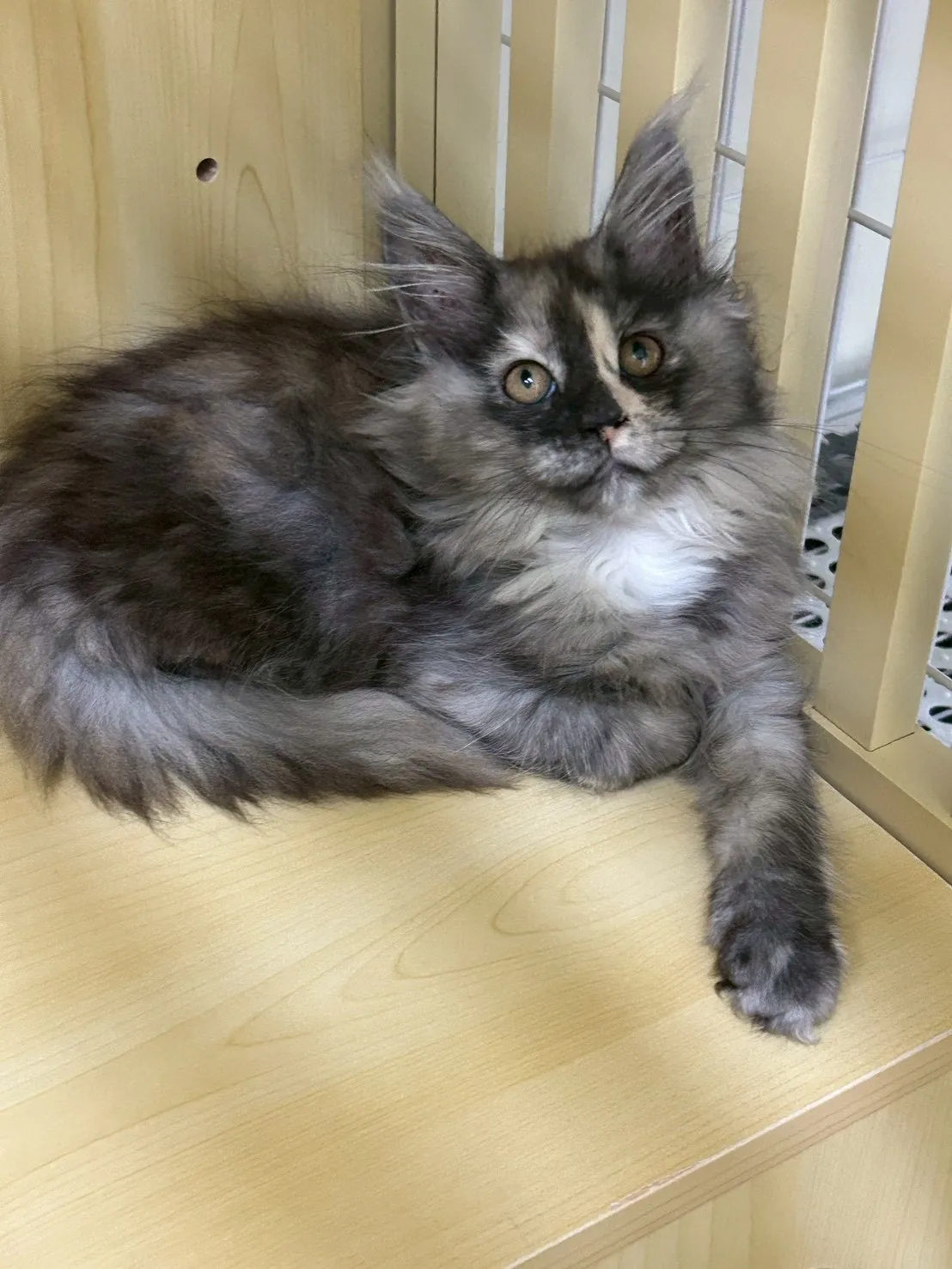 三花妹妹 114年9月9日生