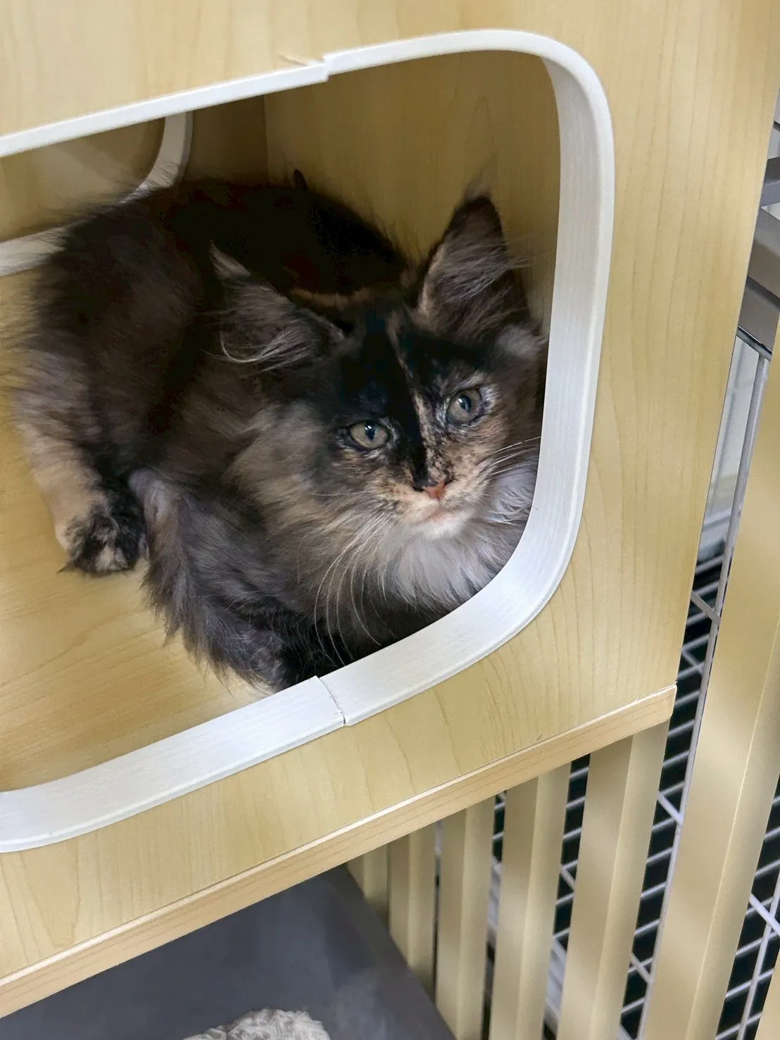 戴帽妹妹 114年9月9日生