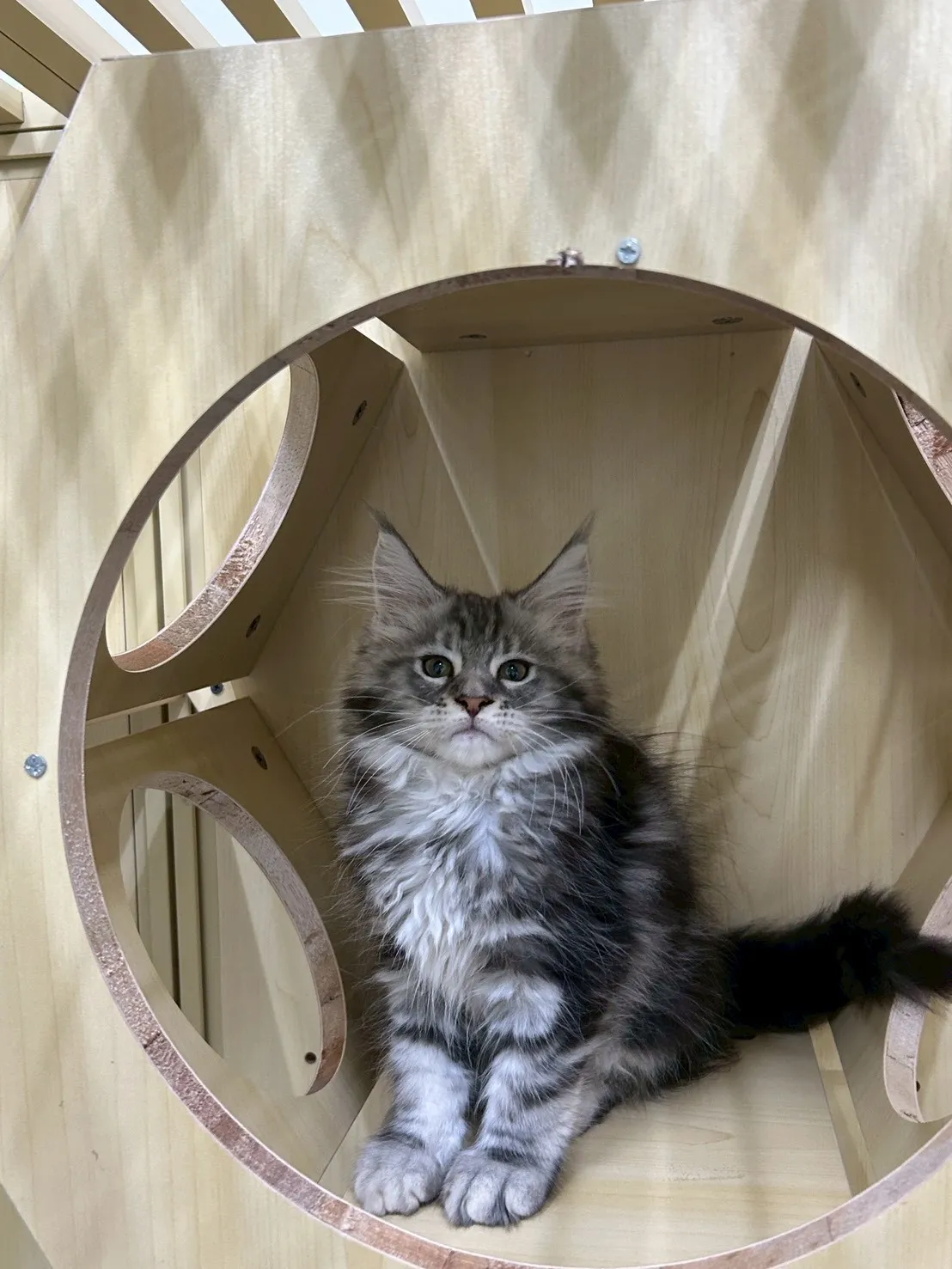 銀虎妹妹 114年9月13日生