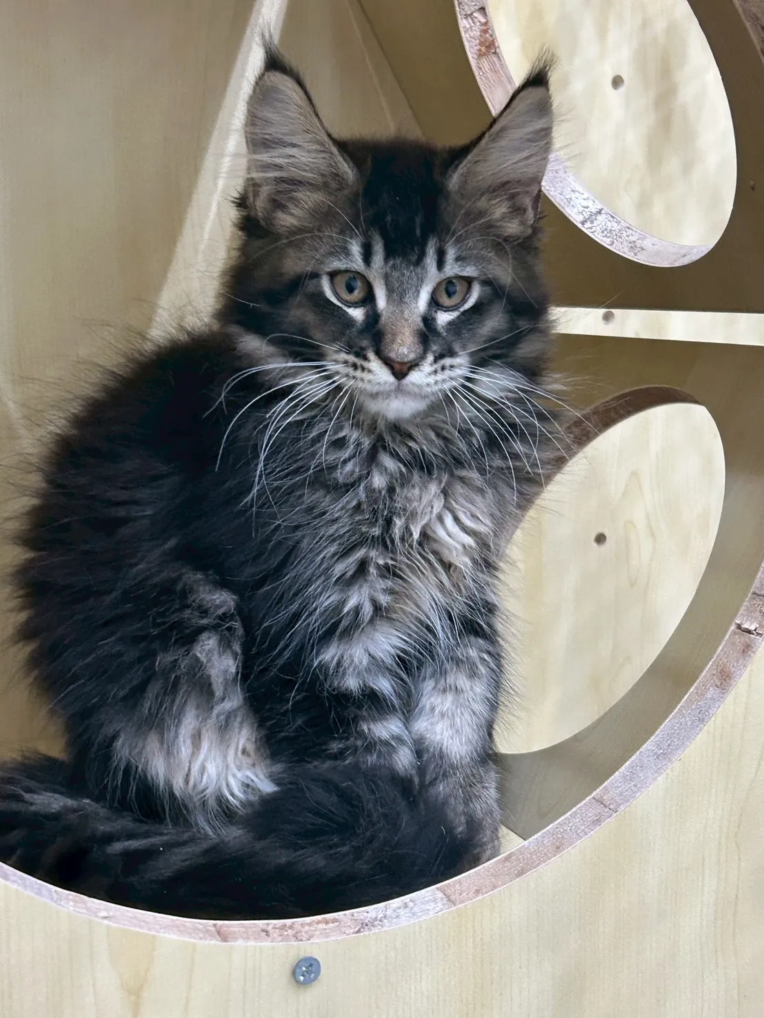 棕虎妹妹 114年9月13日生 