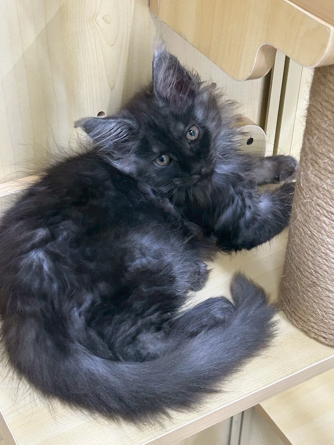 煙燻弟弟 114年9月9日生