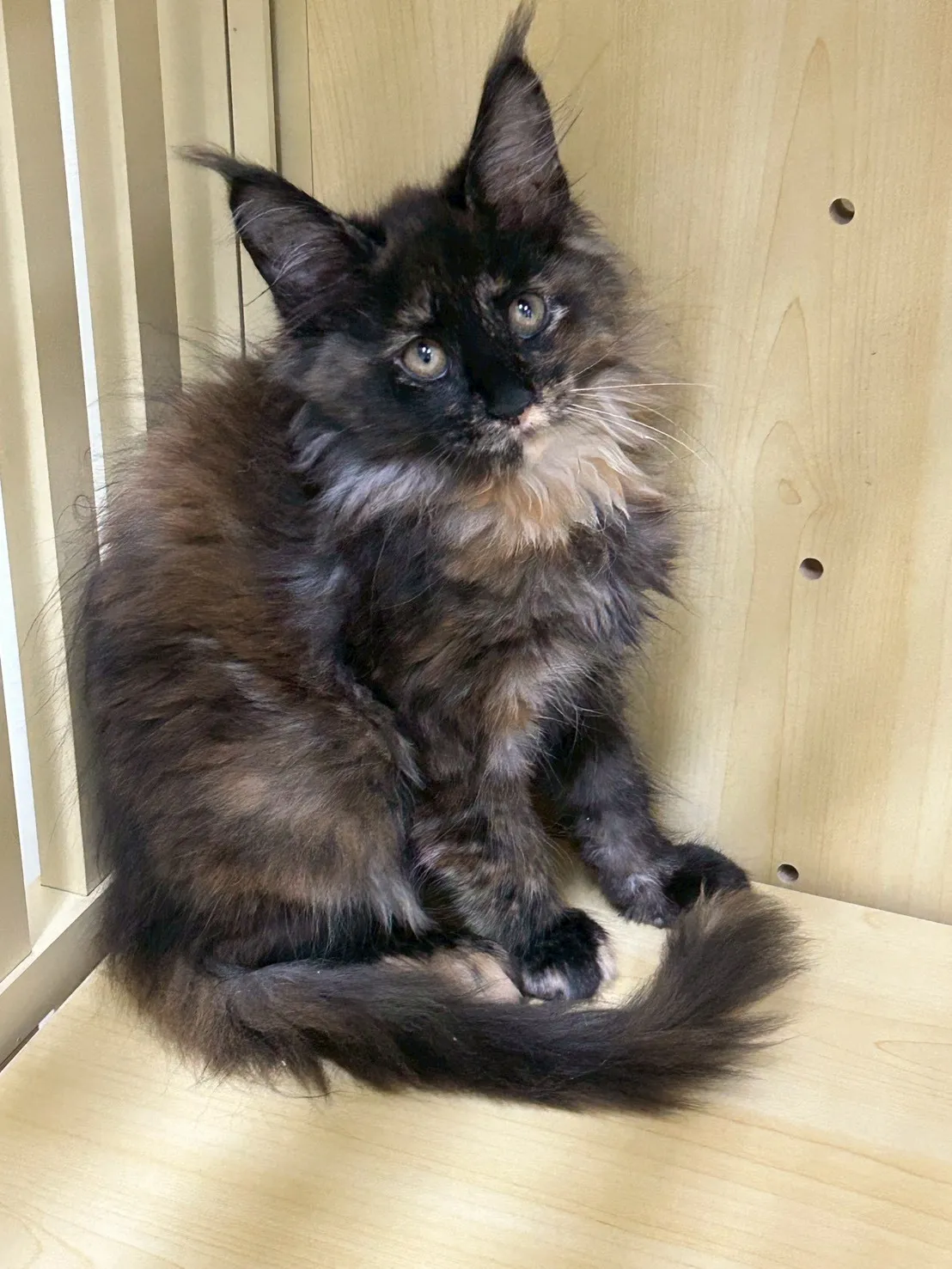 深戴帽妹妹 114年9月9日生