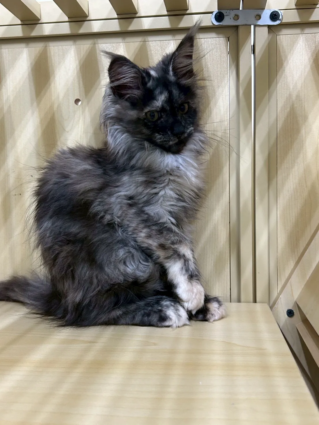 深陰影妹妹 114年9月9日生