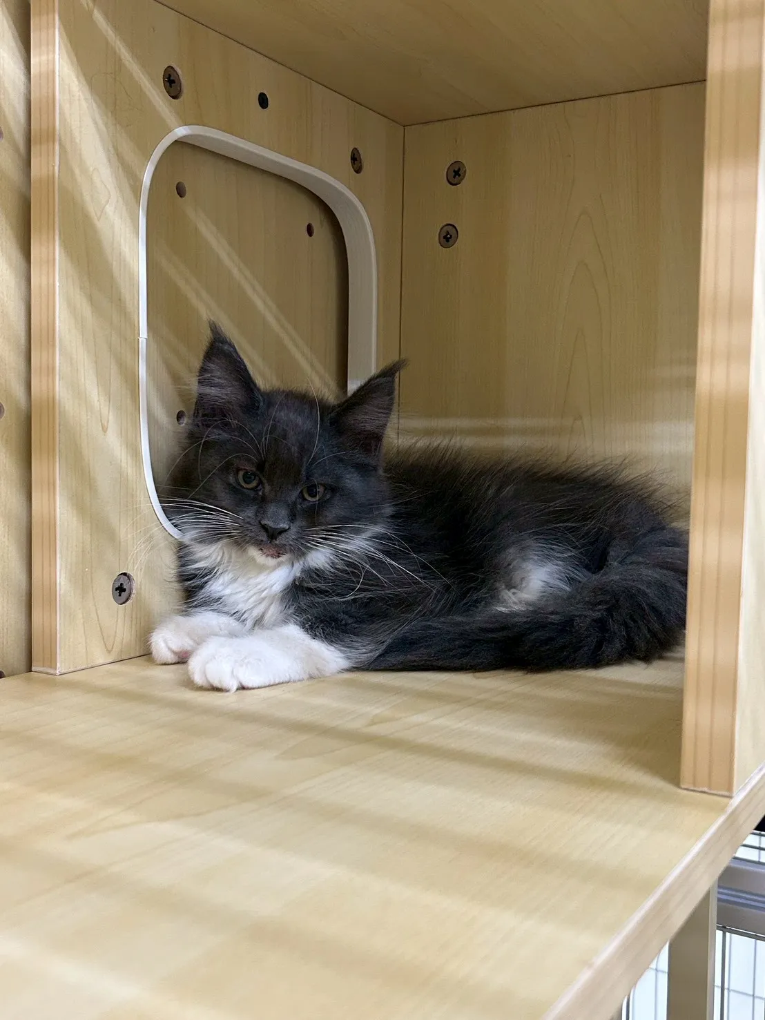 藍加白妹妹 114年9月13日生