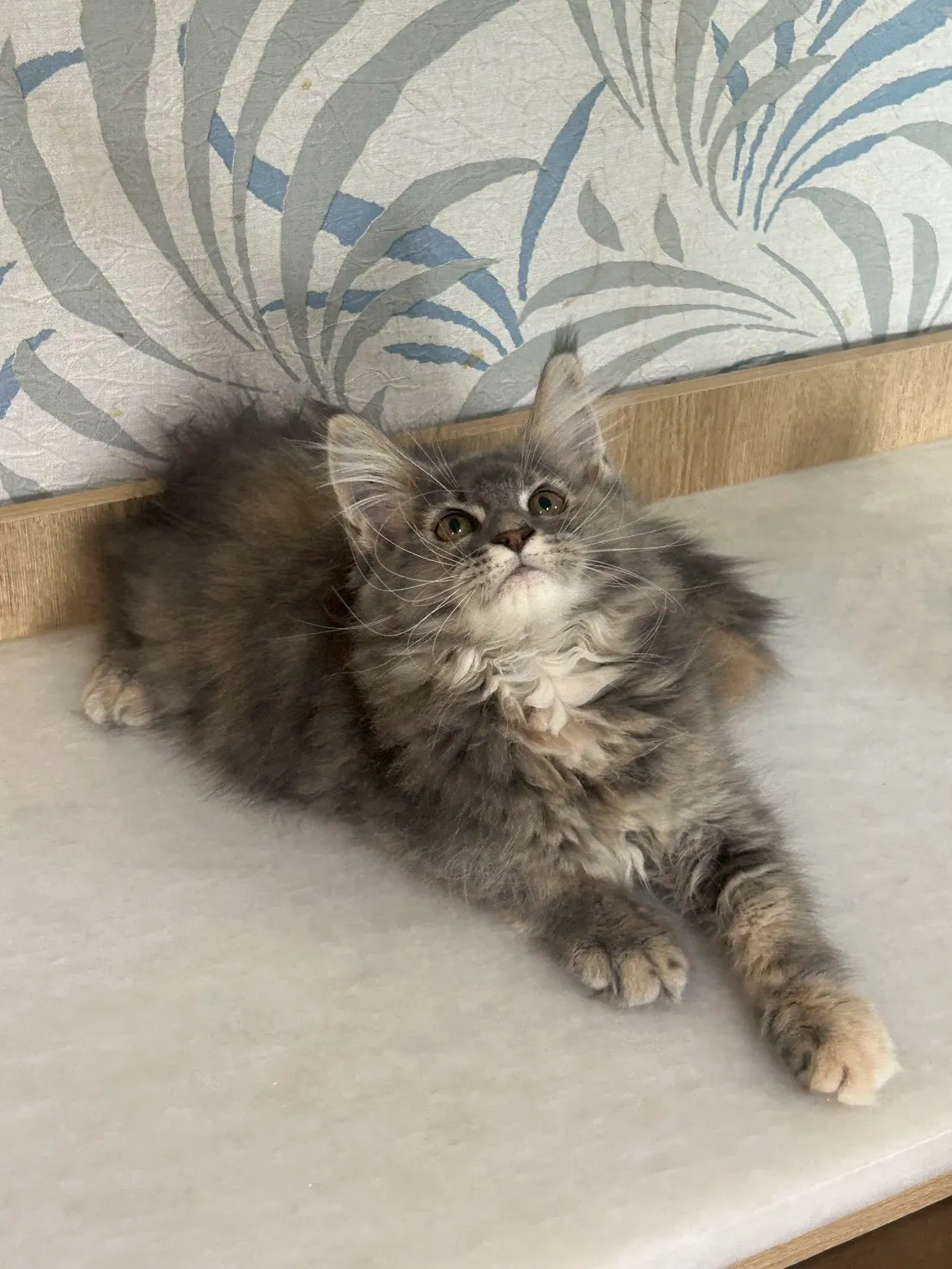 藍奶油妹妹 114年9月13日生