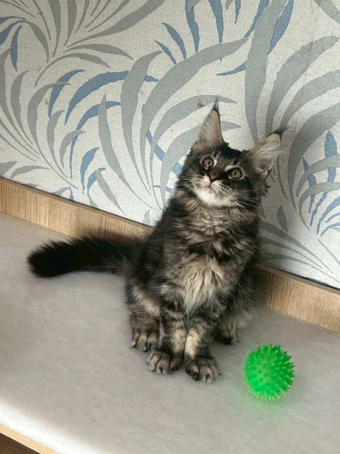 黑棕虎弟弟 1114年9月13日生