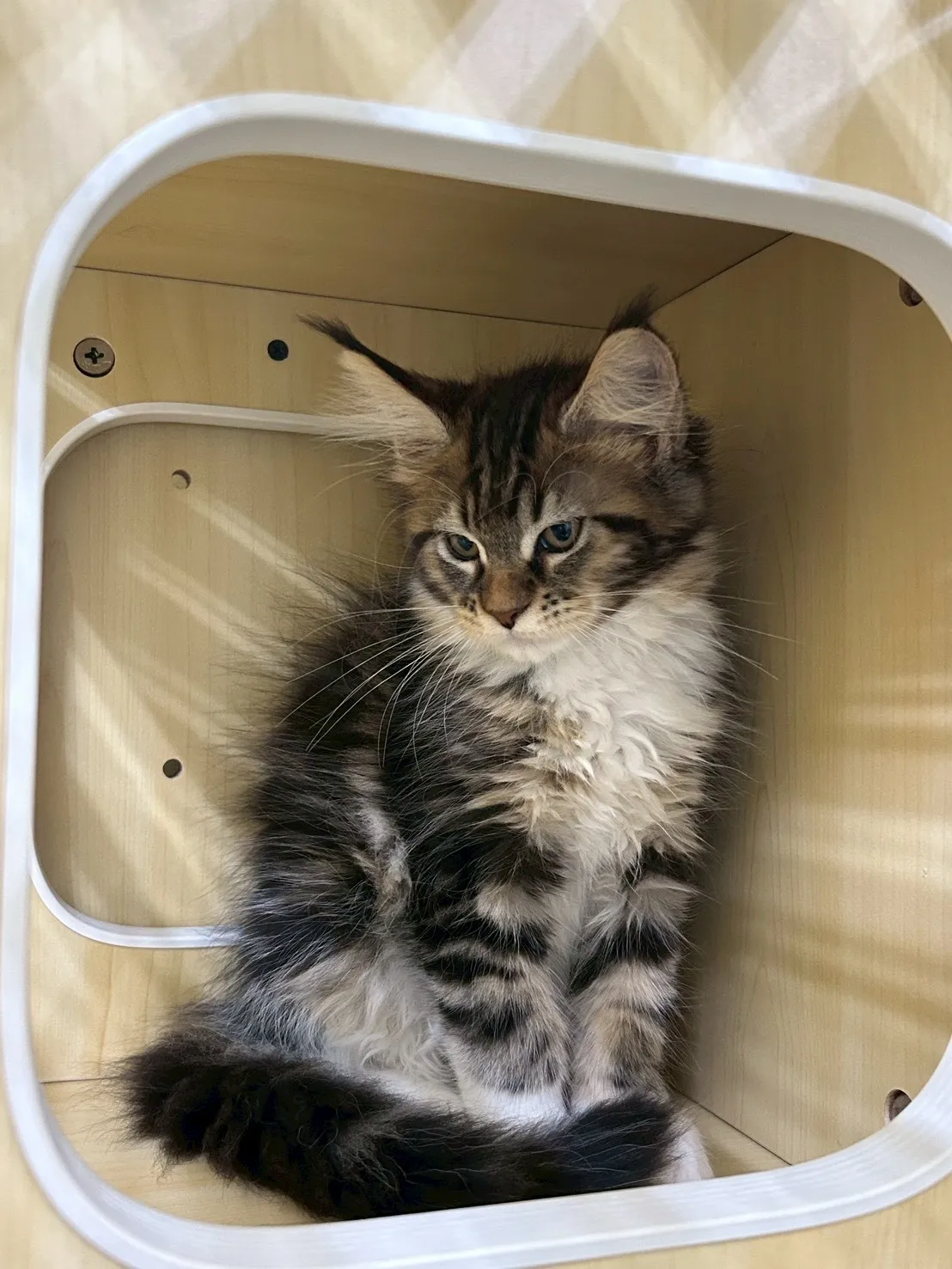 棕虎妹妹 114年9月13日生