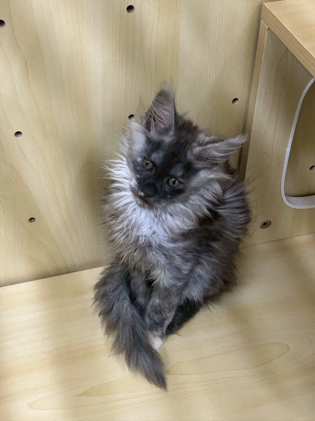 煙燻妹妹 114年9月9日生