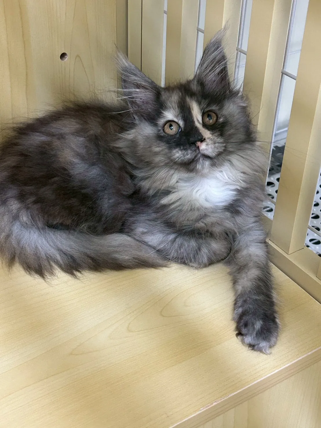 三花妹妹 114年9月9日生