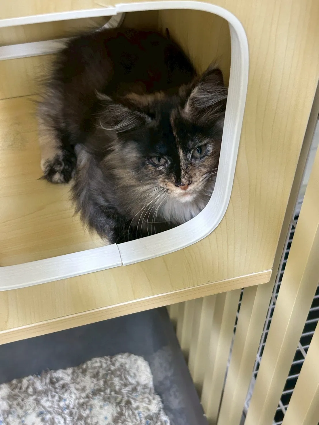 戴帽妹妹 114年9月9日生