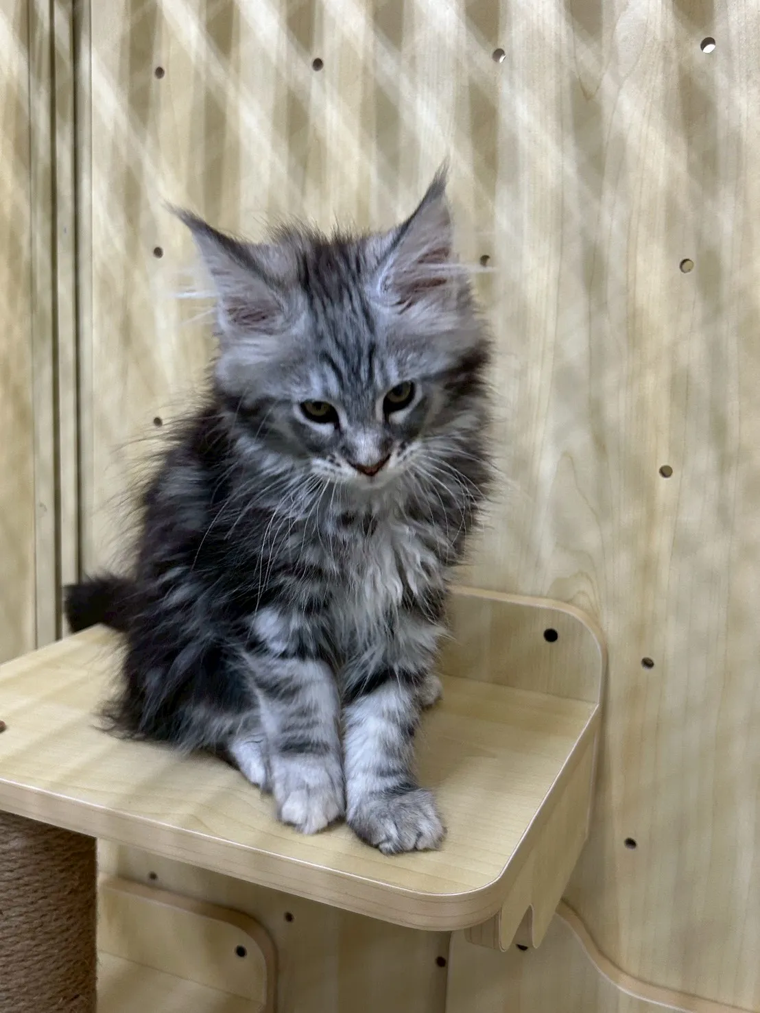 銀虎妹妹 114年9月13日生