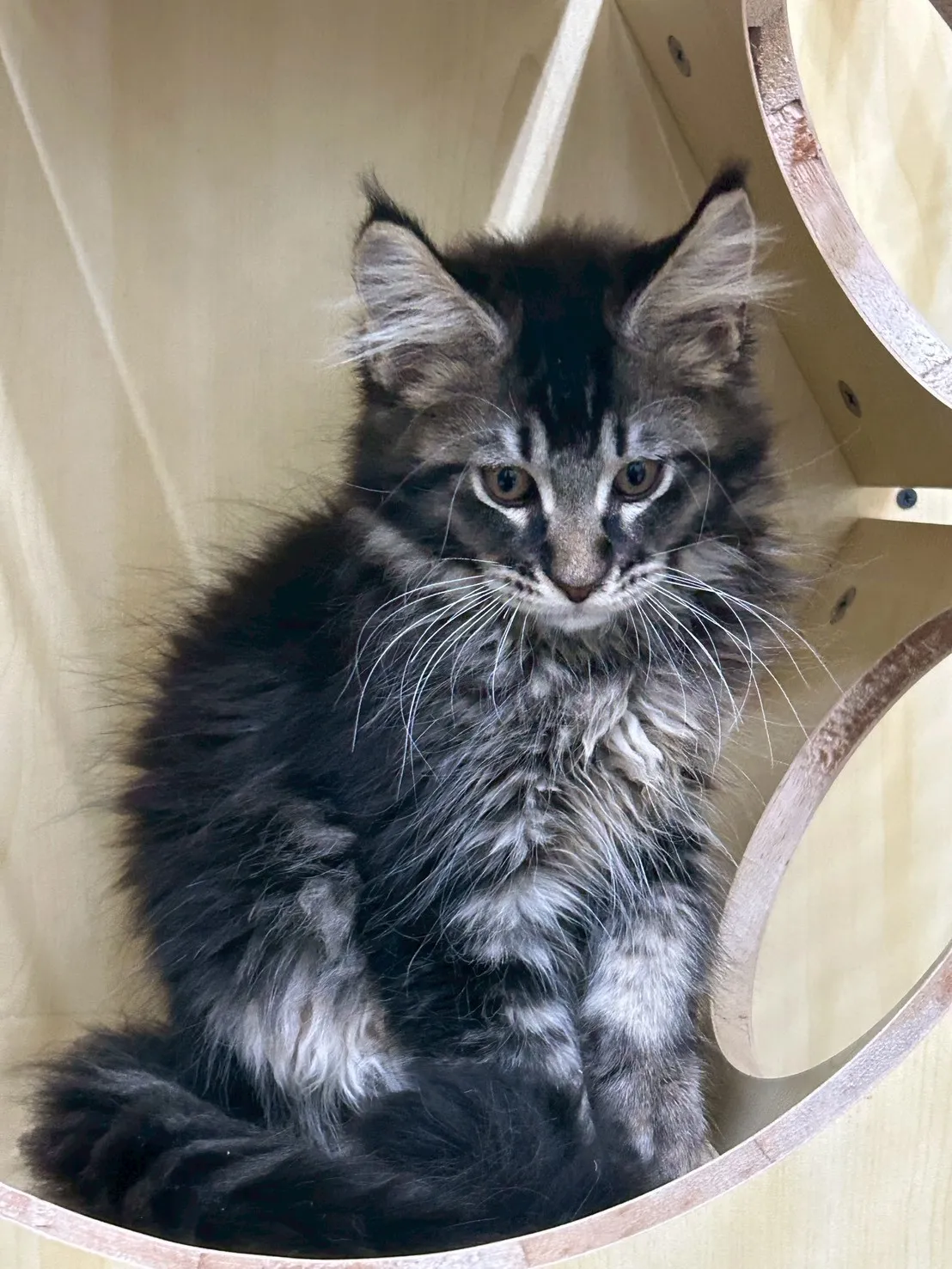 棕虎妹妹 114年9月13日生 