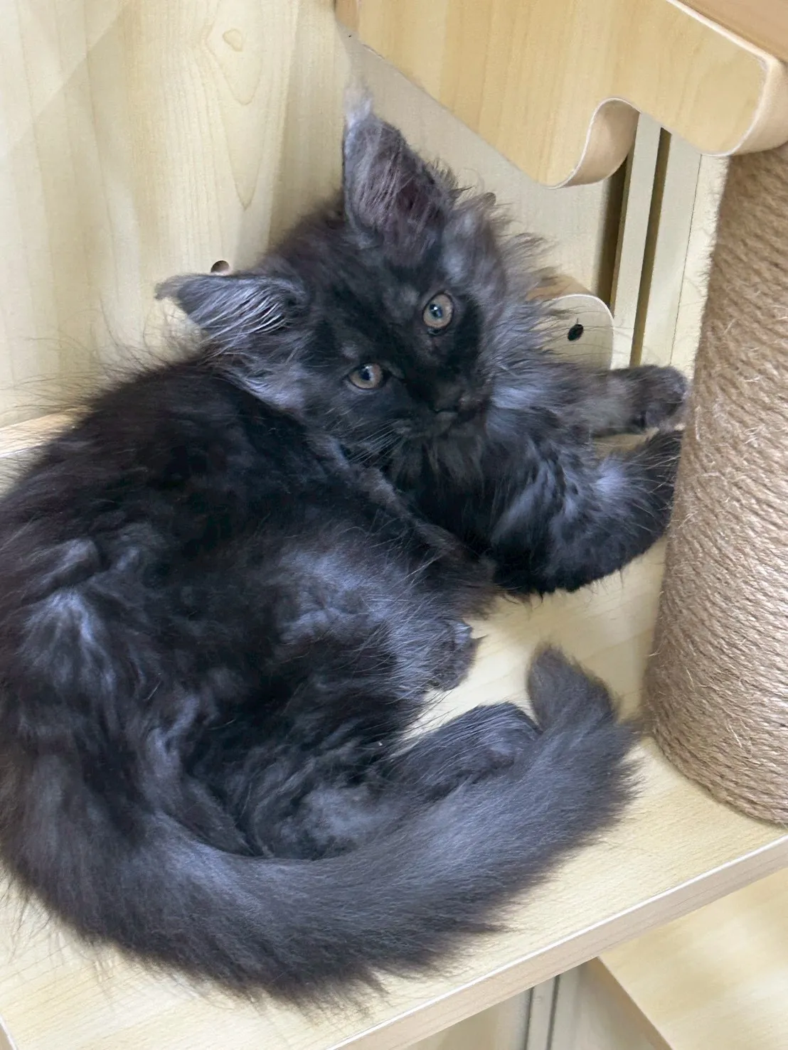 煙燻弟弟 114年9月9日生