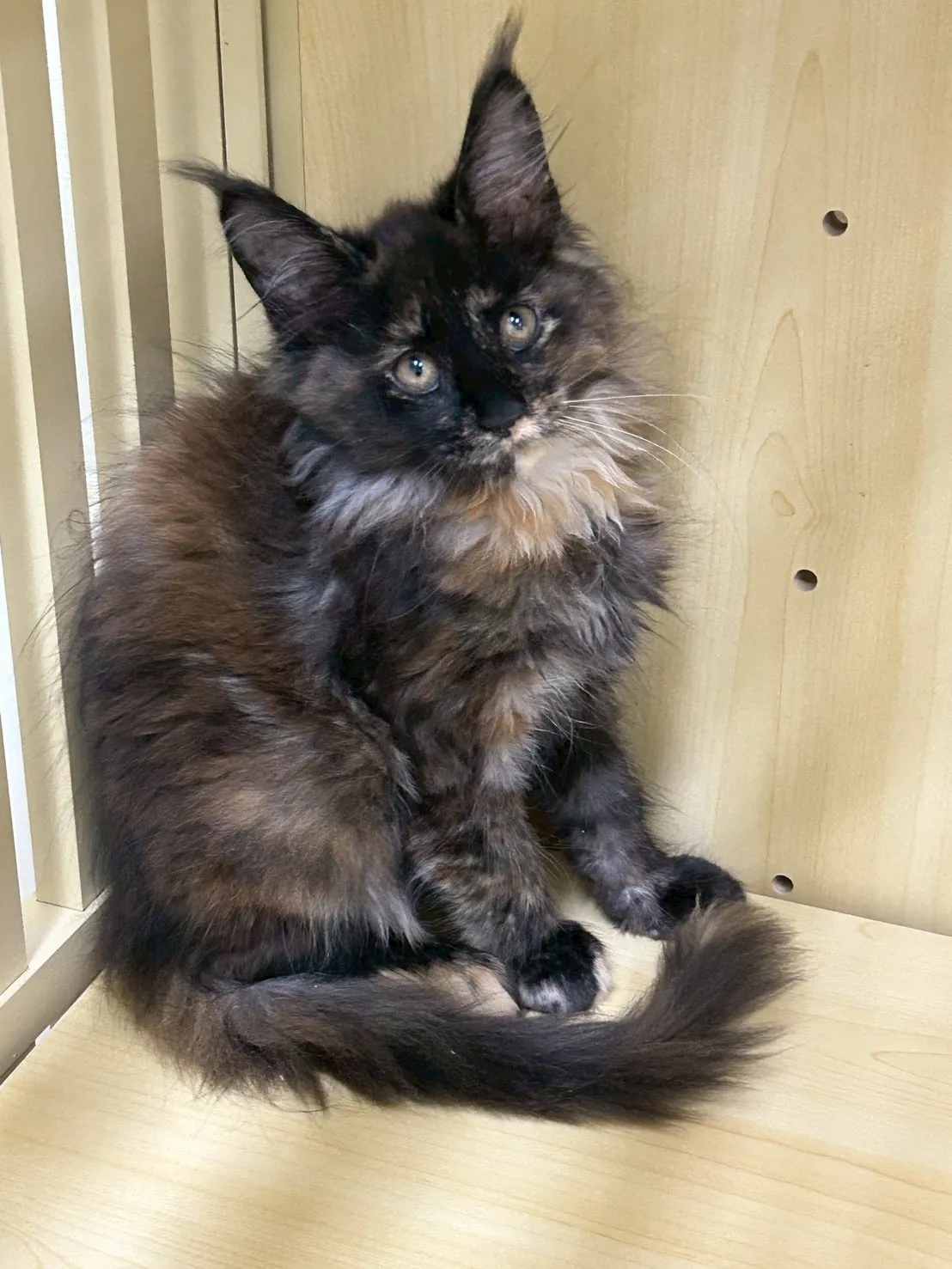 深戴帽妹妹 114年9月9日生