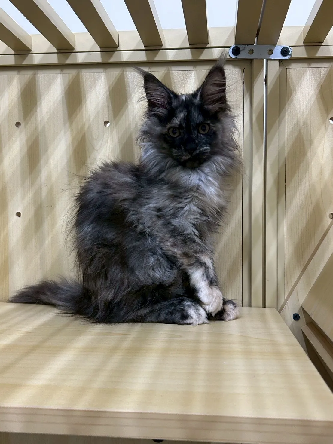 深陰影妹妹 114年9月9日生