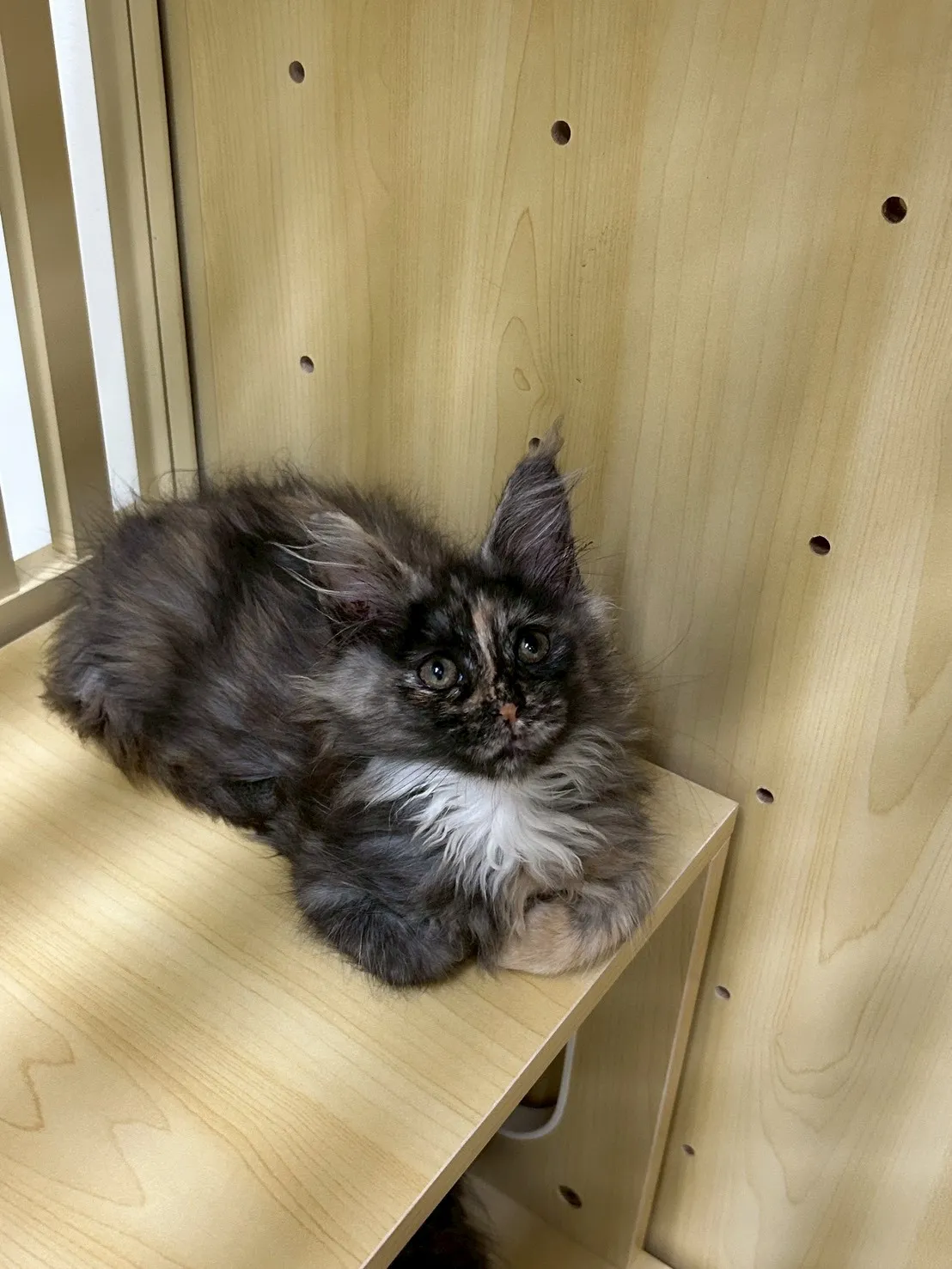 深三花妹妹 114年9月9日生