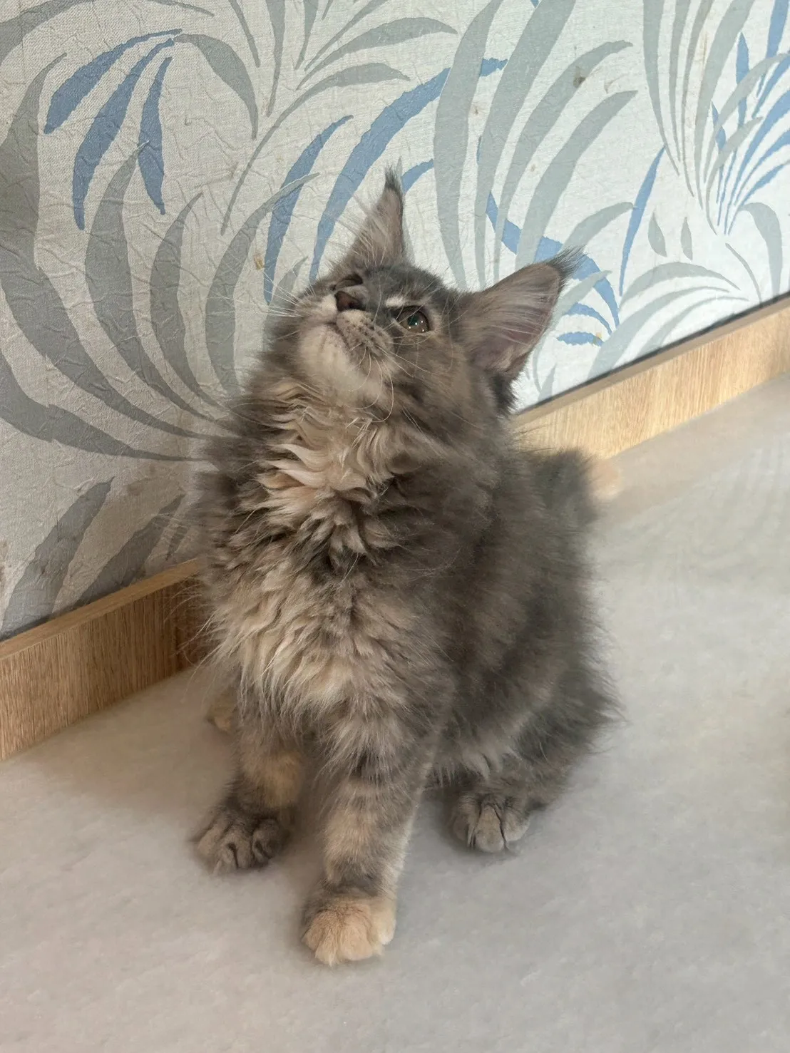 藍奶油妹妹 114年9月13日生