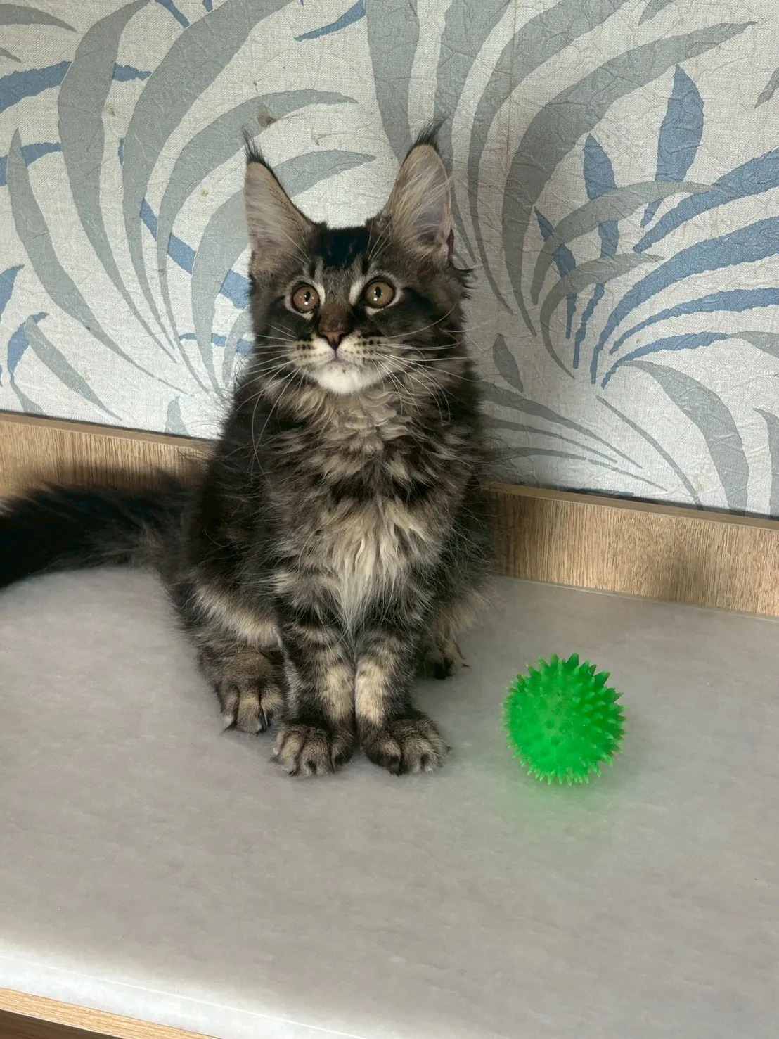 黑棕虎弟弟 1114年9月13日生