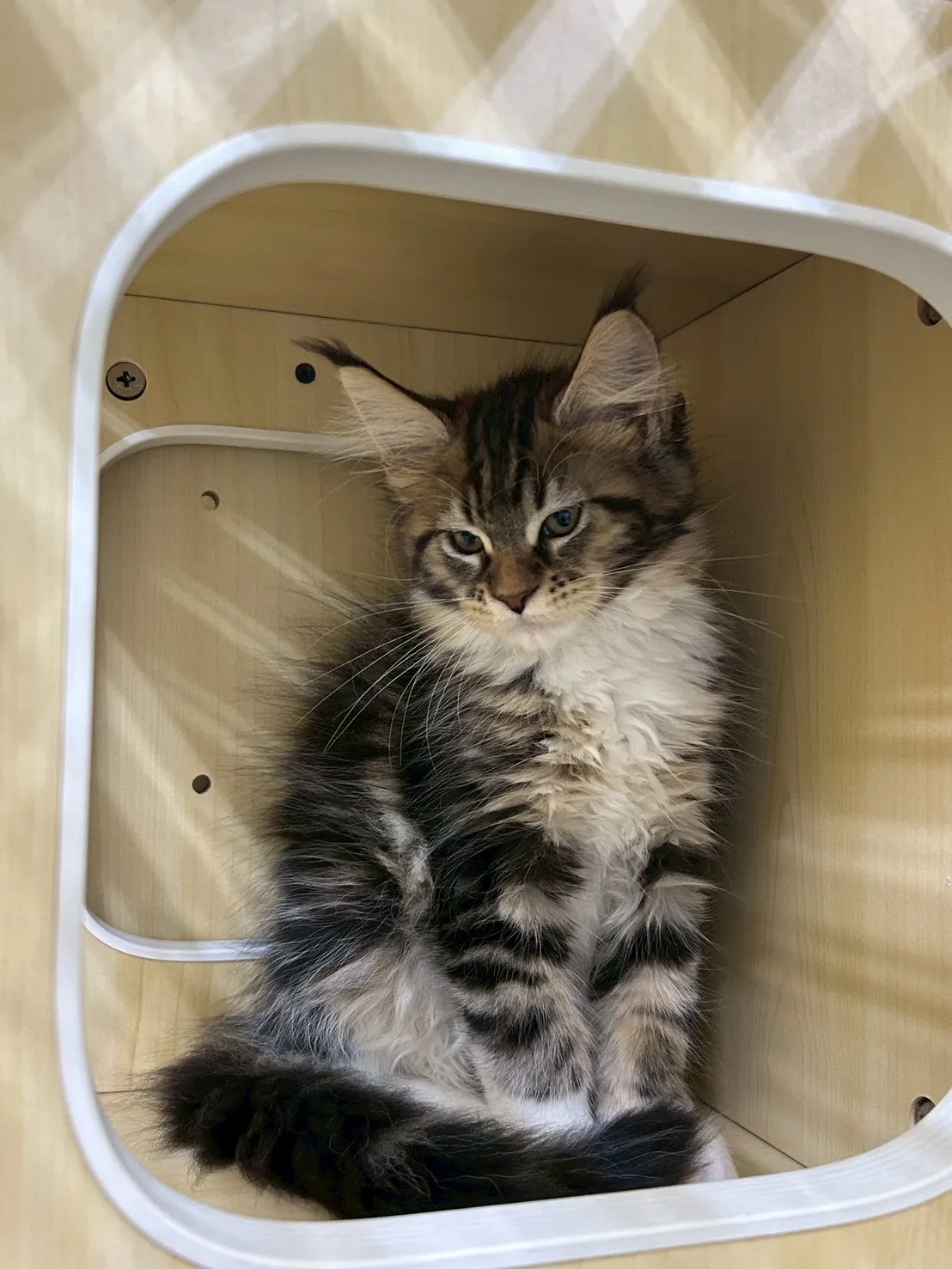 棕虎妹妹 114年9月13日生