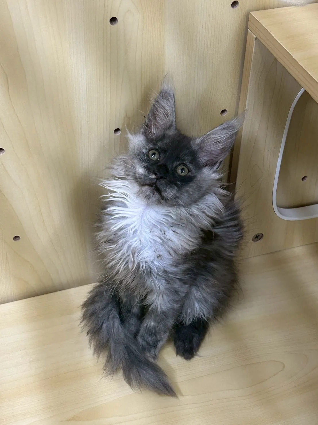 煙燻妹妹 114年9月9日生