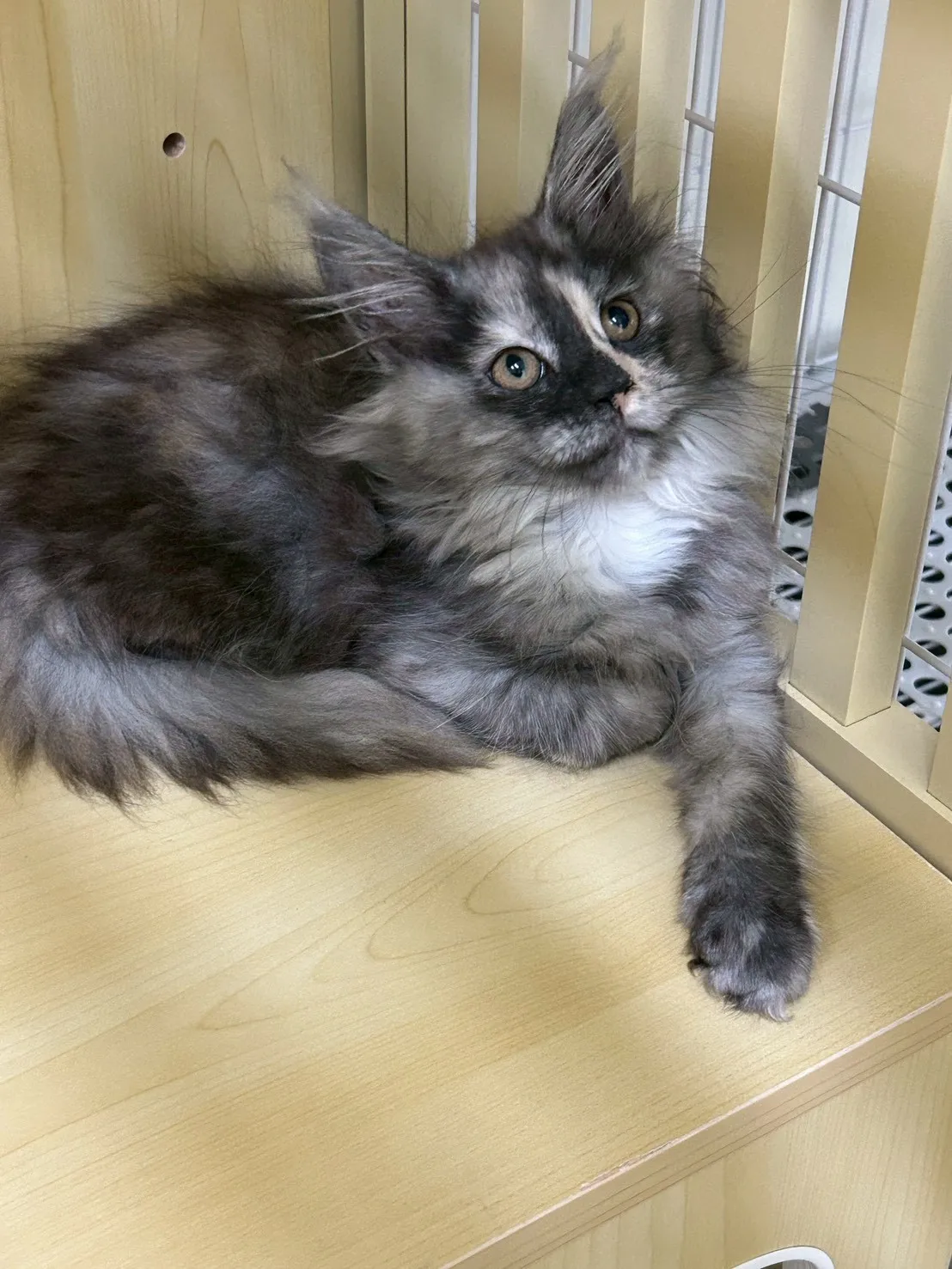 三花妹妹 114年9月9日生